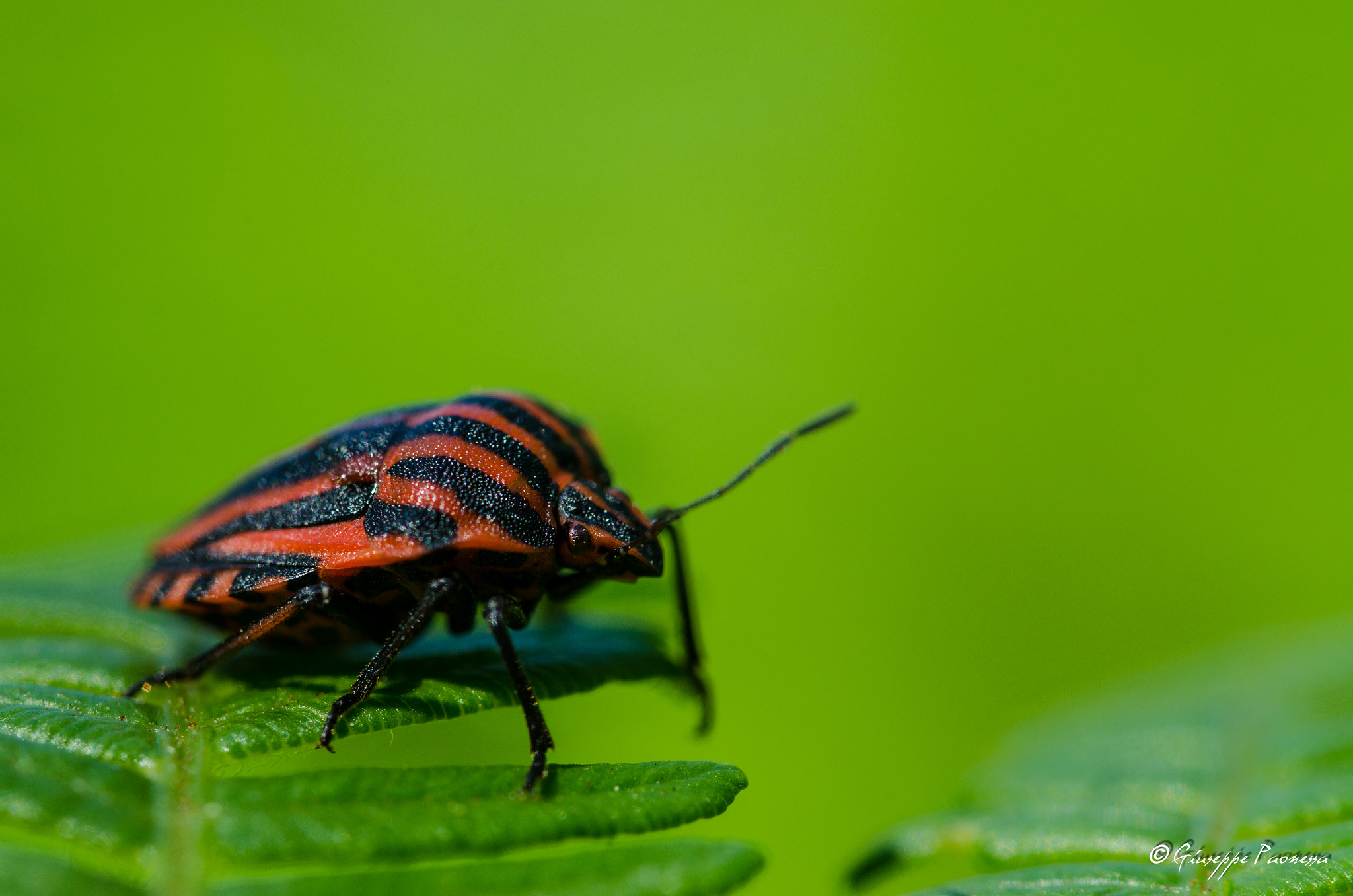 Sigma 105mm F2.8 EX DG OS HSM sample photo. Dsc o photography
