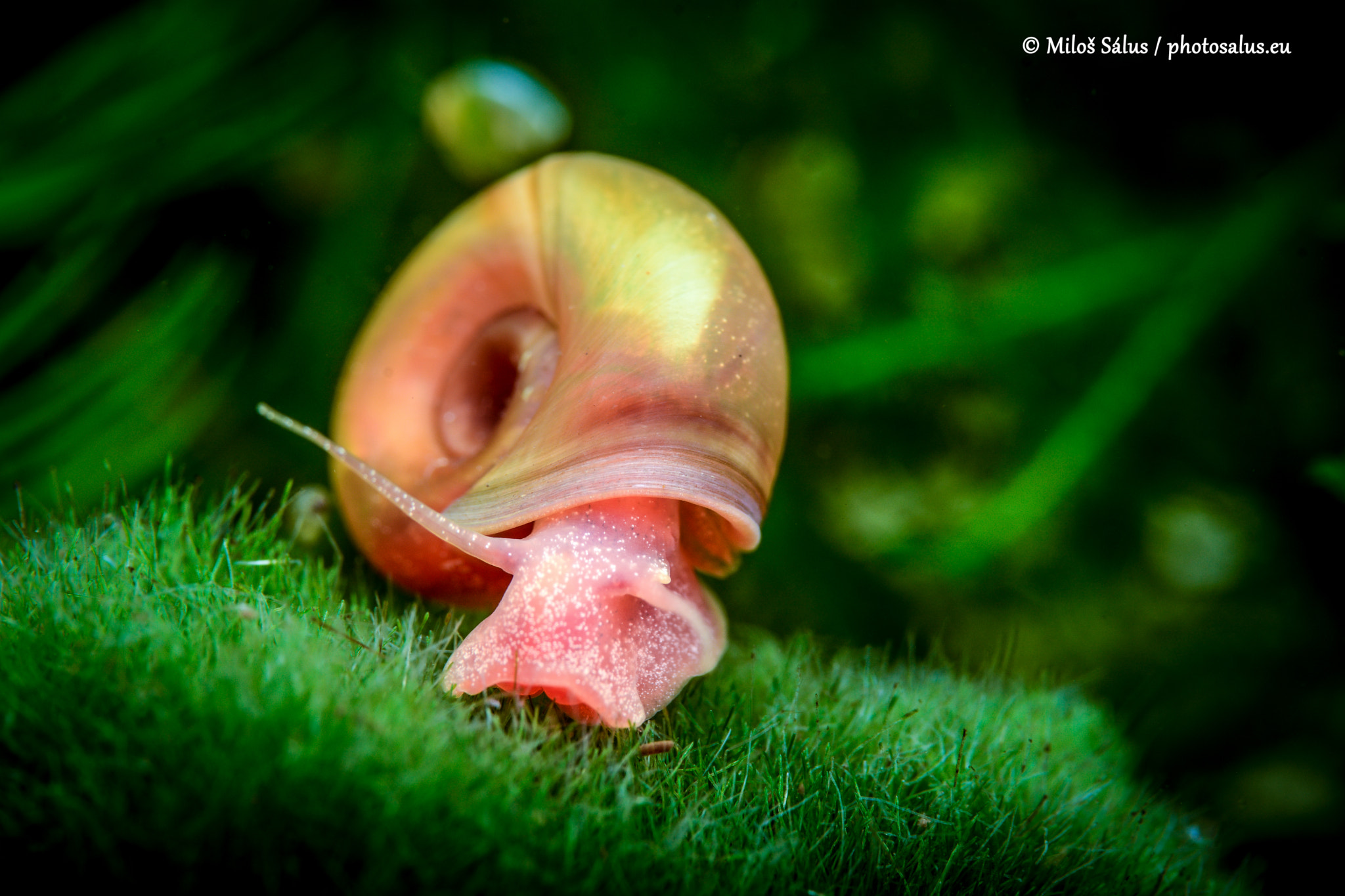 Nikon D7100 sample photo. Planobarius corneus snail photography