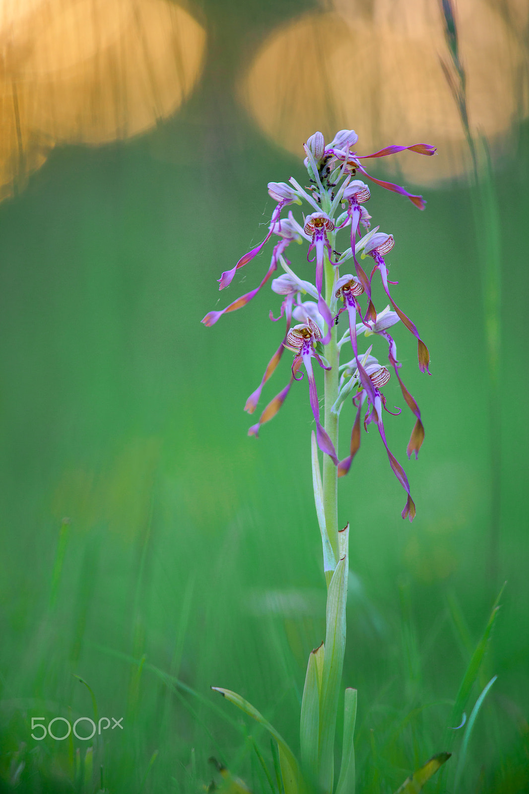 Sony a7R + Sony DT 50mm F1.8 SAM sample photo. The lizard orchid (himantoglossum hircinum) photography