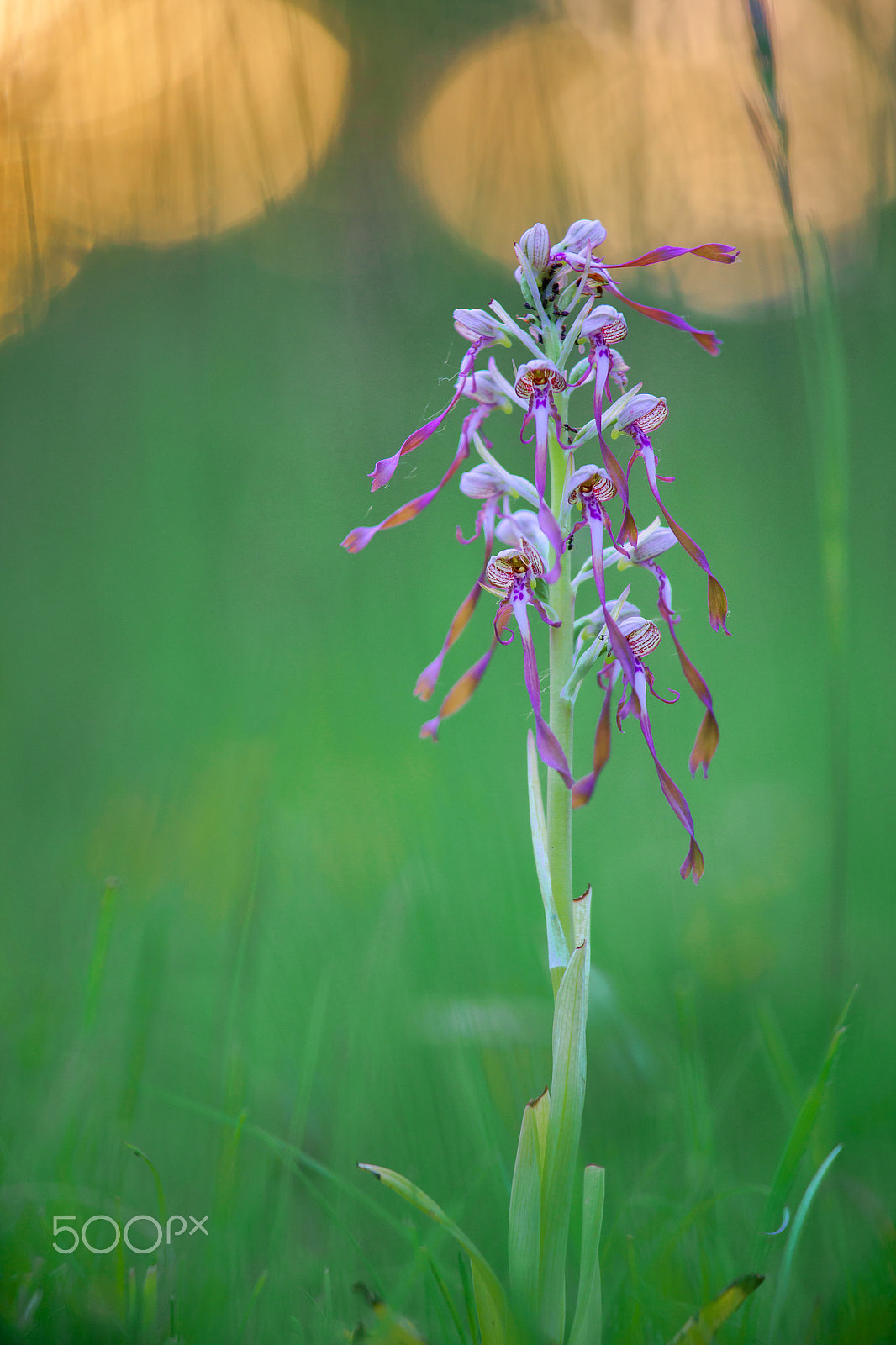 Sony a7R sample photo. The lizard orchid (himantoglossum hircinum) photography