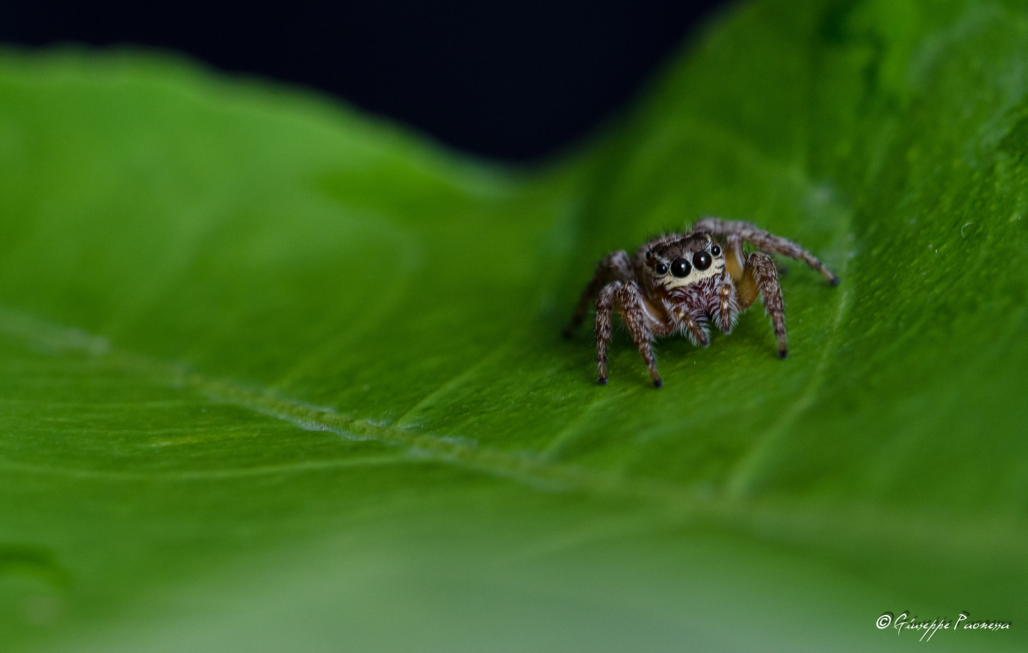 Sigma 105mm F2.8 EX DG OS HSM sample photo. Dsc o photography