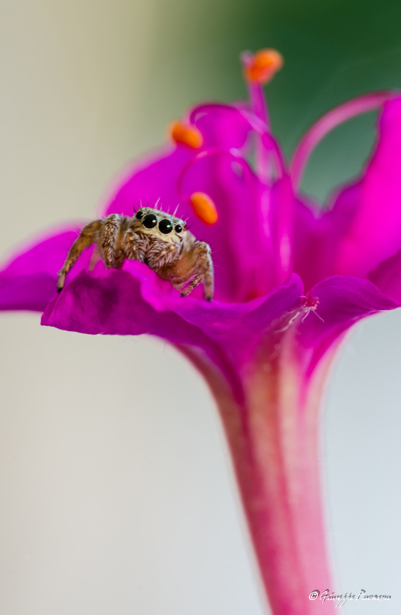 Sigma 105mm F2.8 EX DG OS HSM sample photo. Dsc o photography
