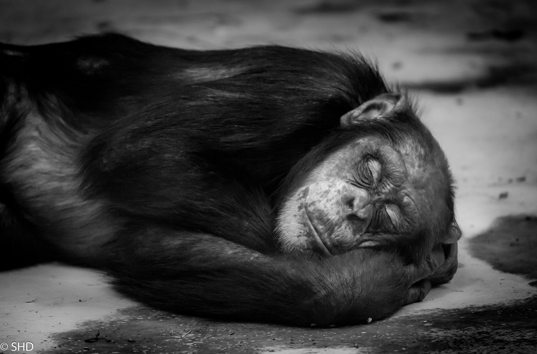Canon EF 70-300mm F4-5.6L IS USM sample photo. Sleeping beauty photography