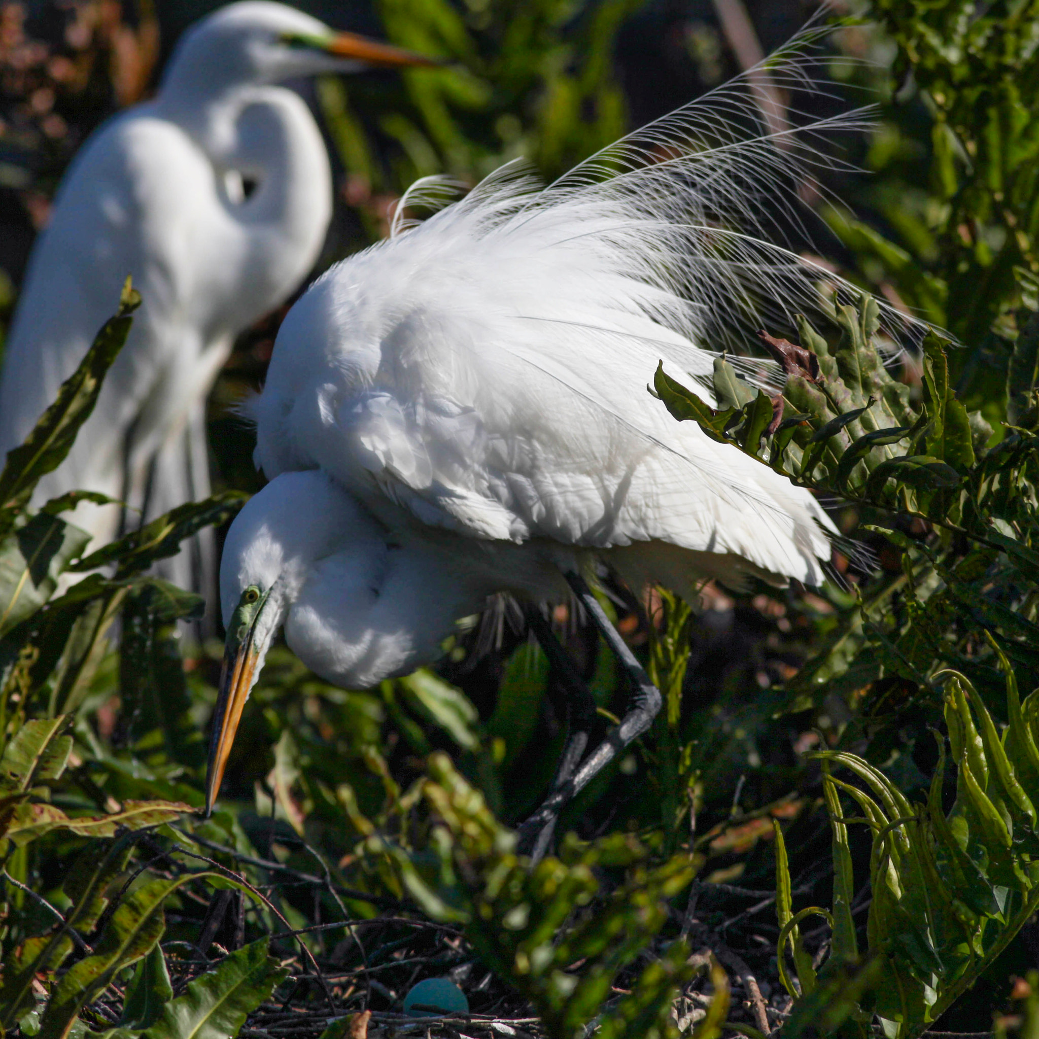 Canon EOS 5D Mark II + Canon EF 300mm F4L IS USM sample photo. Great egret photography