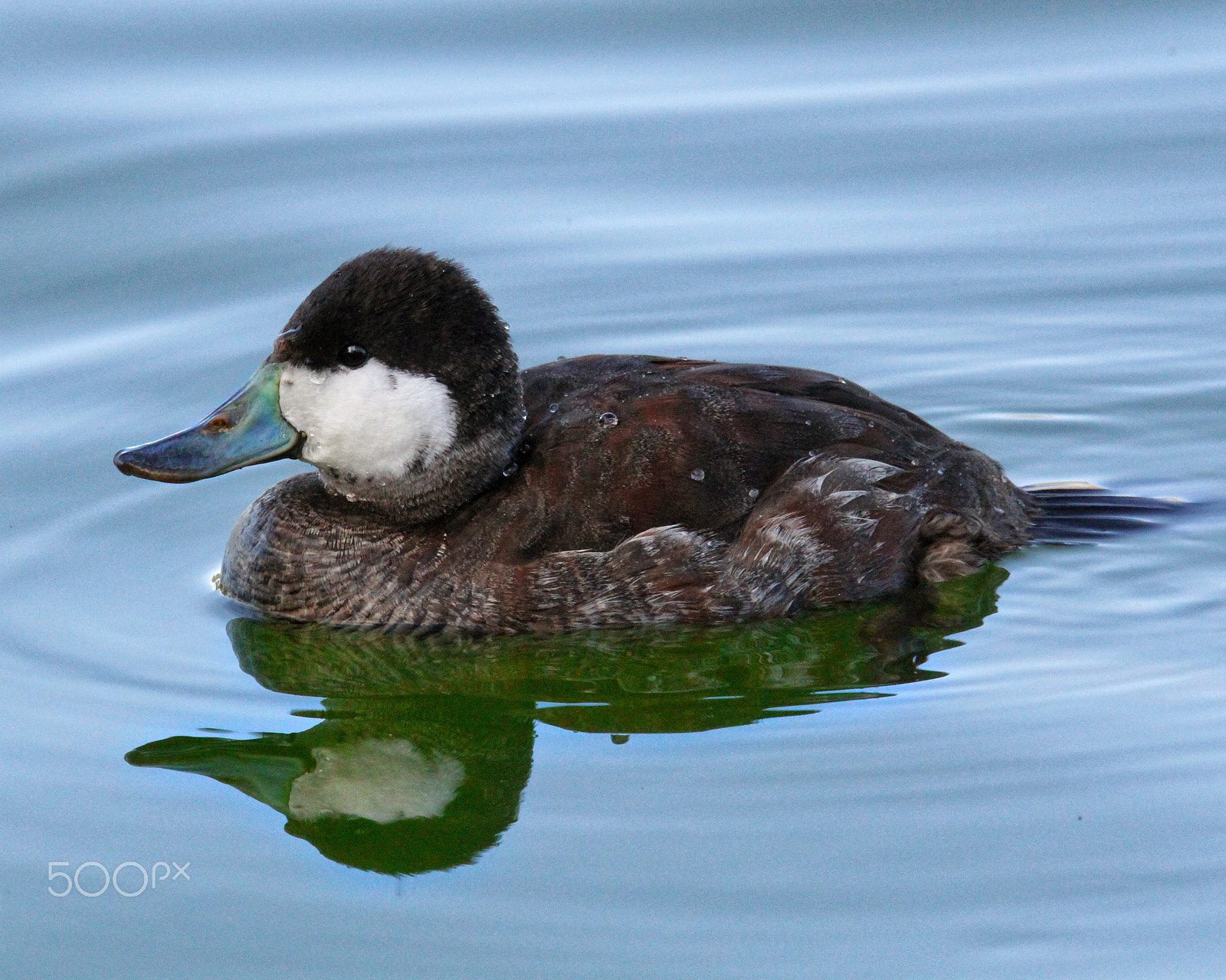 Sigma 150mm f/2.8 EX DG OS HSM APO Macro sample photo. Love the blue in his beak. photography
