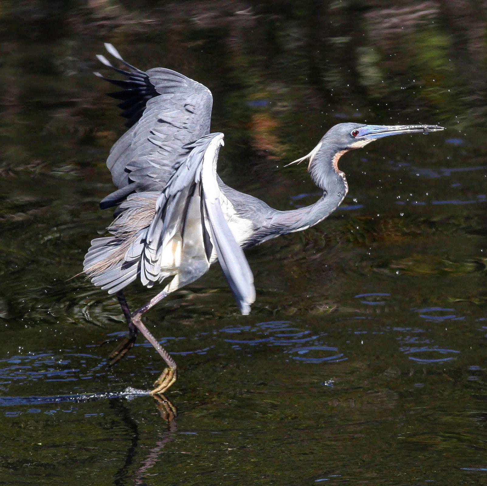 Canon EOS 5D Mark II + Canon EF 300mm F4L IS USM sample photo. Blue heron photography