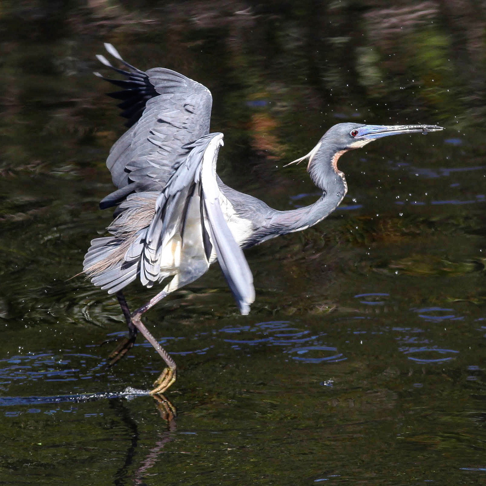Canon EF 300mm F4L IS USM sample photo. Blue heron photography