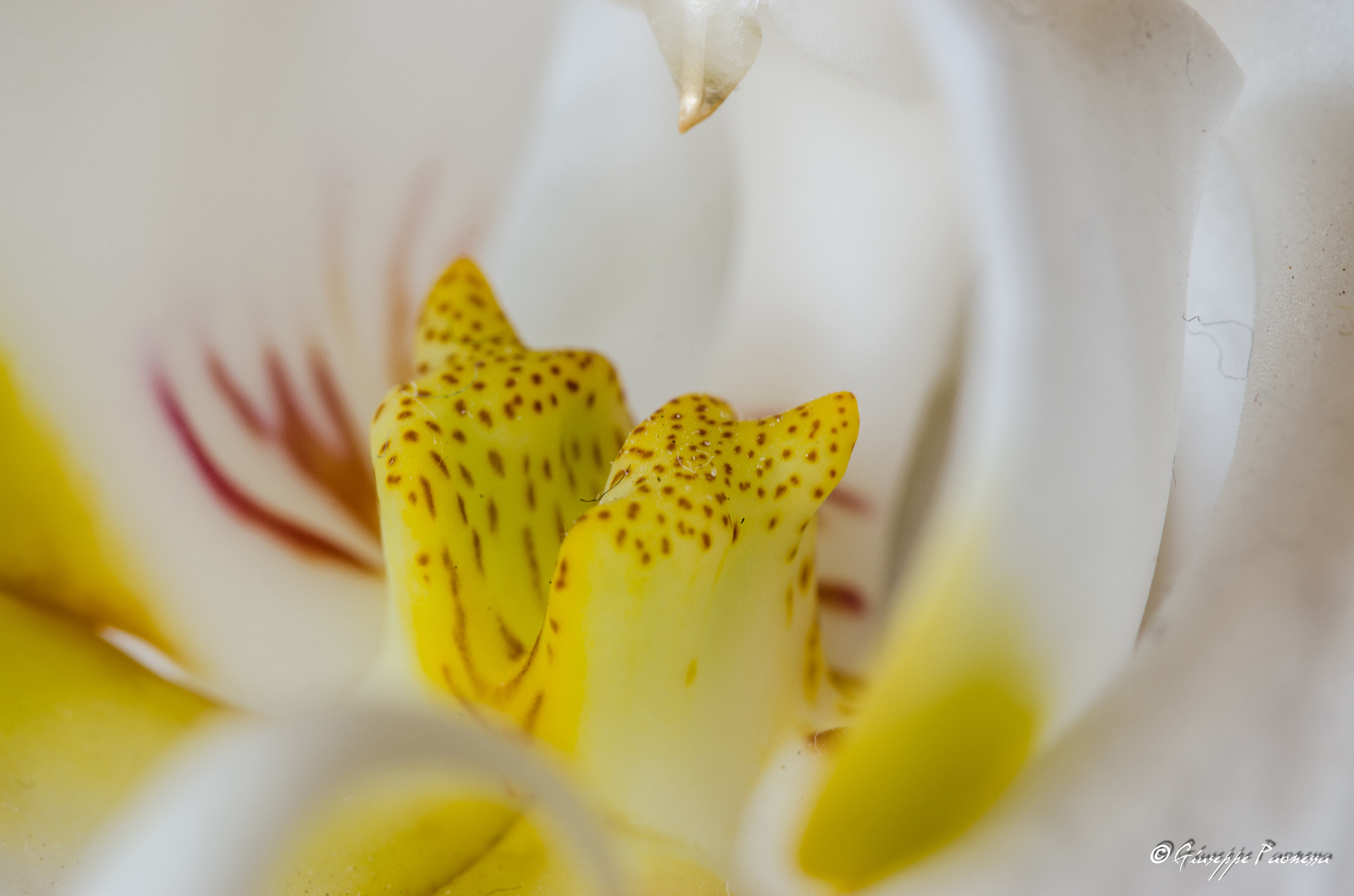 Sigma 105mm F2.8 EX DG OS HSM sample photo. Dsc o photography