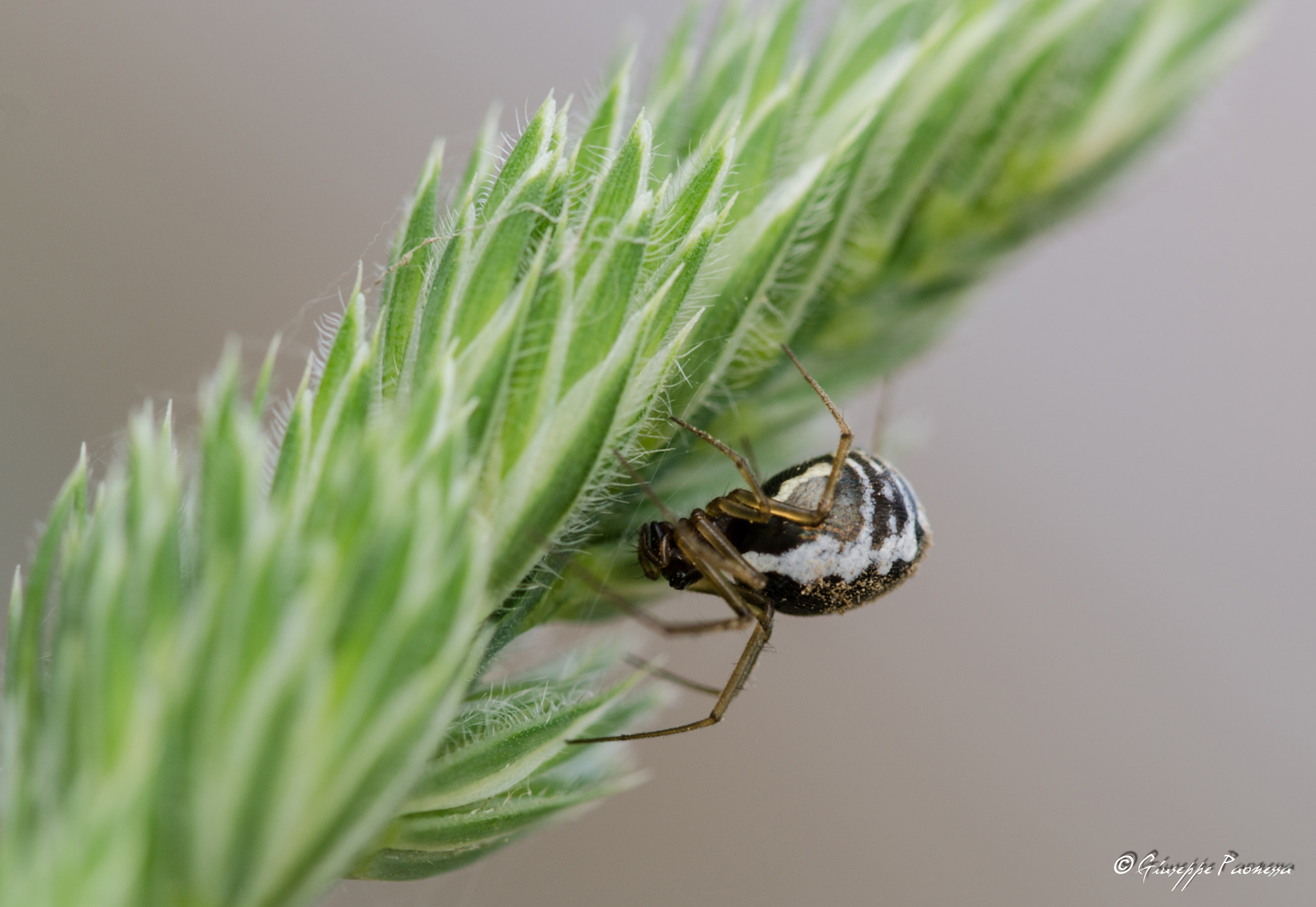 Sigma 105mm F2.8 EX DG OS HSM sample photo. Dsc o photography