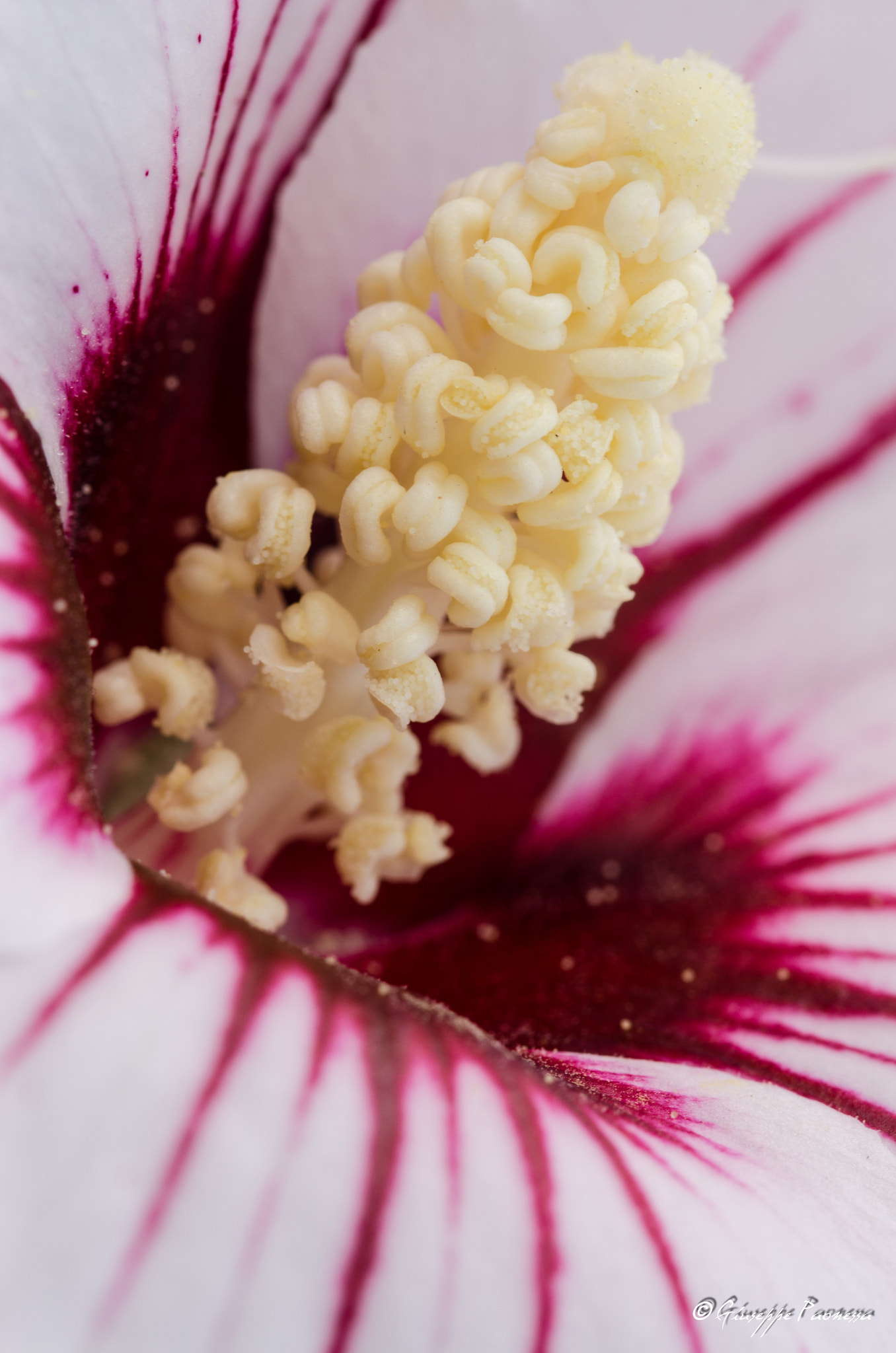 Sigma 105mm F2.8 EX DG OS HSM sample photo. Dsc o photography