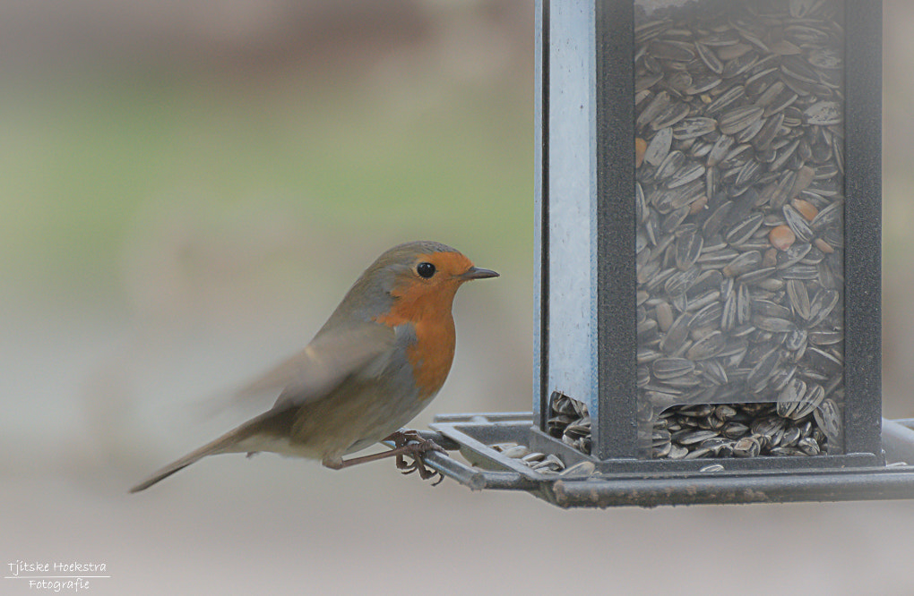 Nikon D7200 sample photo. Robin photography