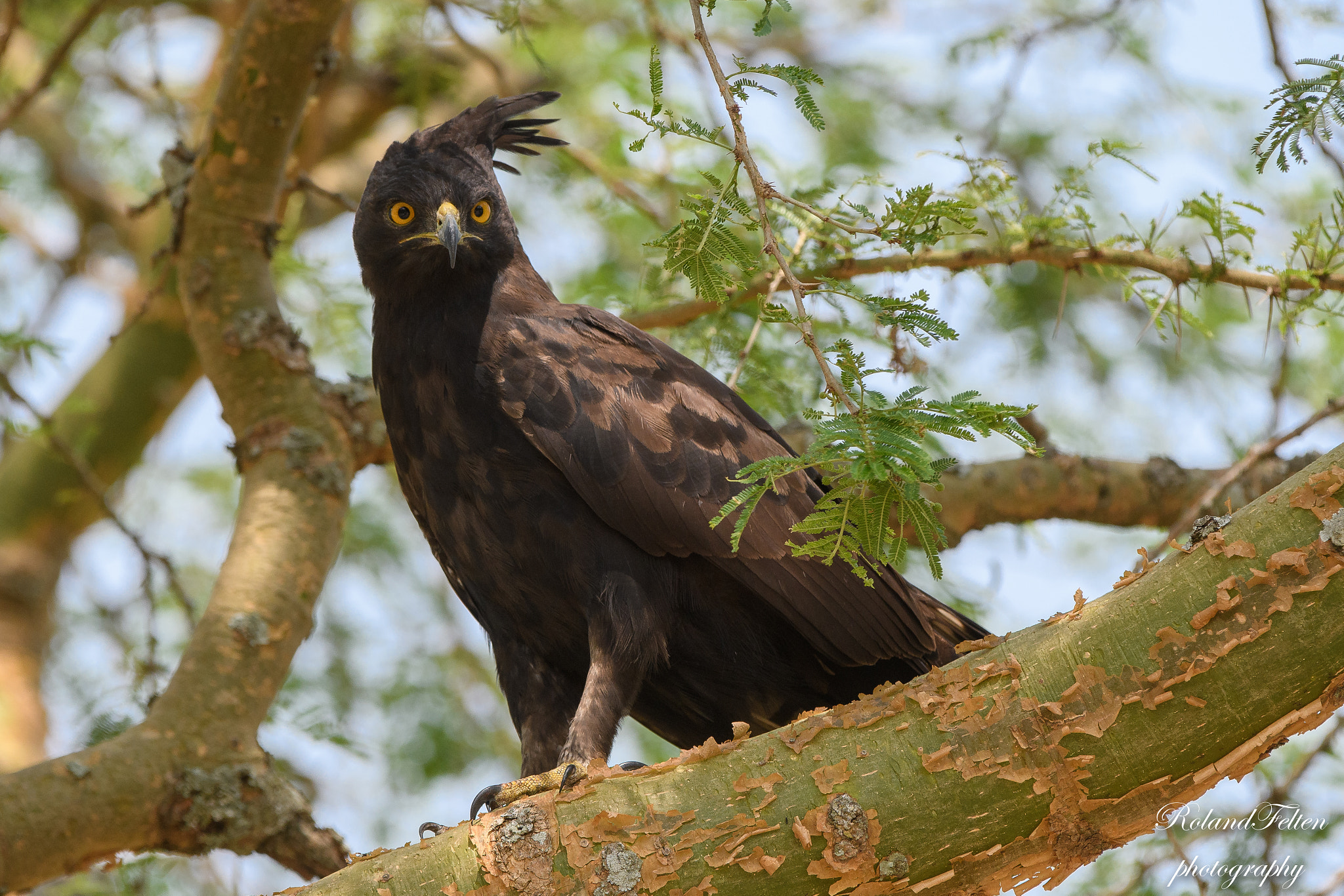 Nikon AF-S Nikkor 200-400mm F4G ED-IF VR sample photo. Long-crested eagle photography
