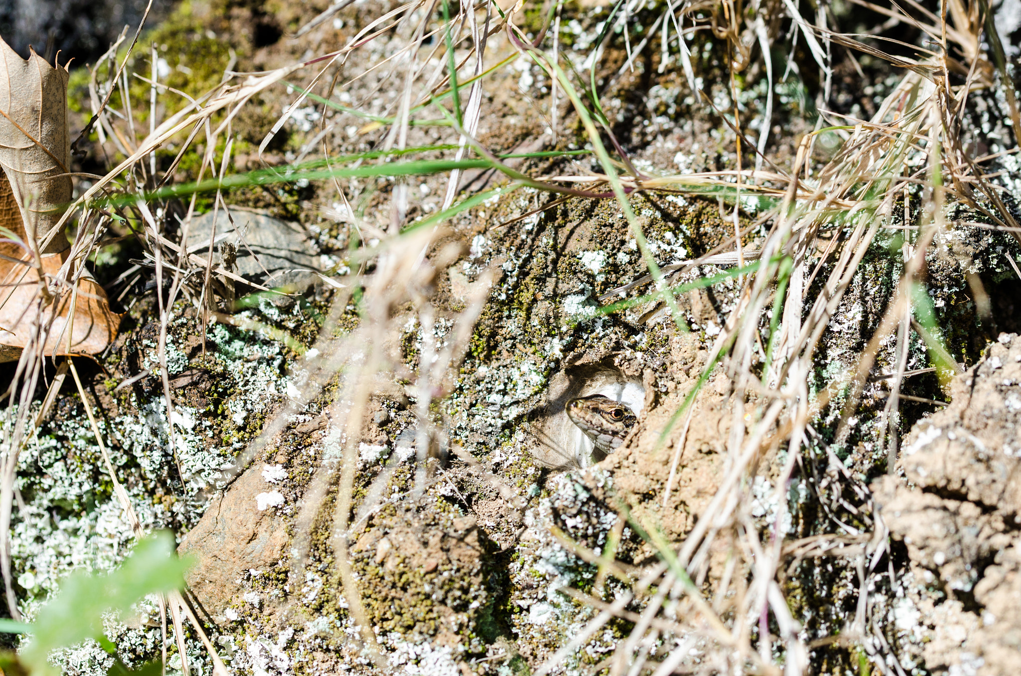Sigma 105mm F2.8 EX DG OS HSM sample photo. Dsc o photography