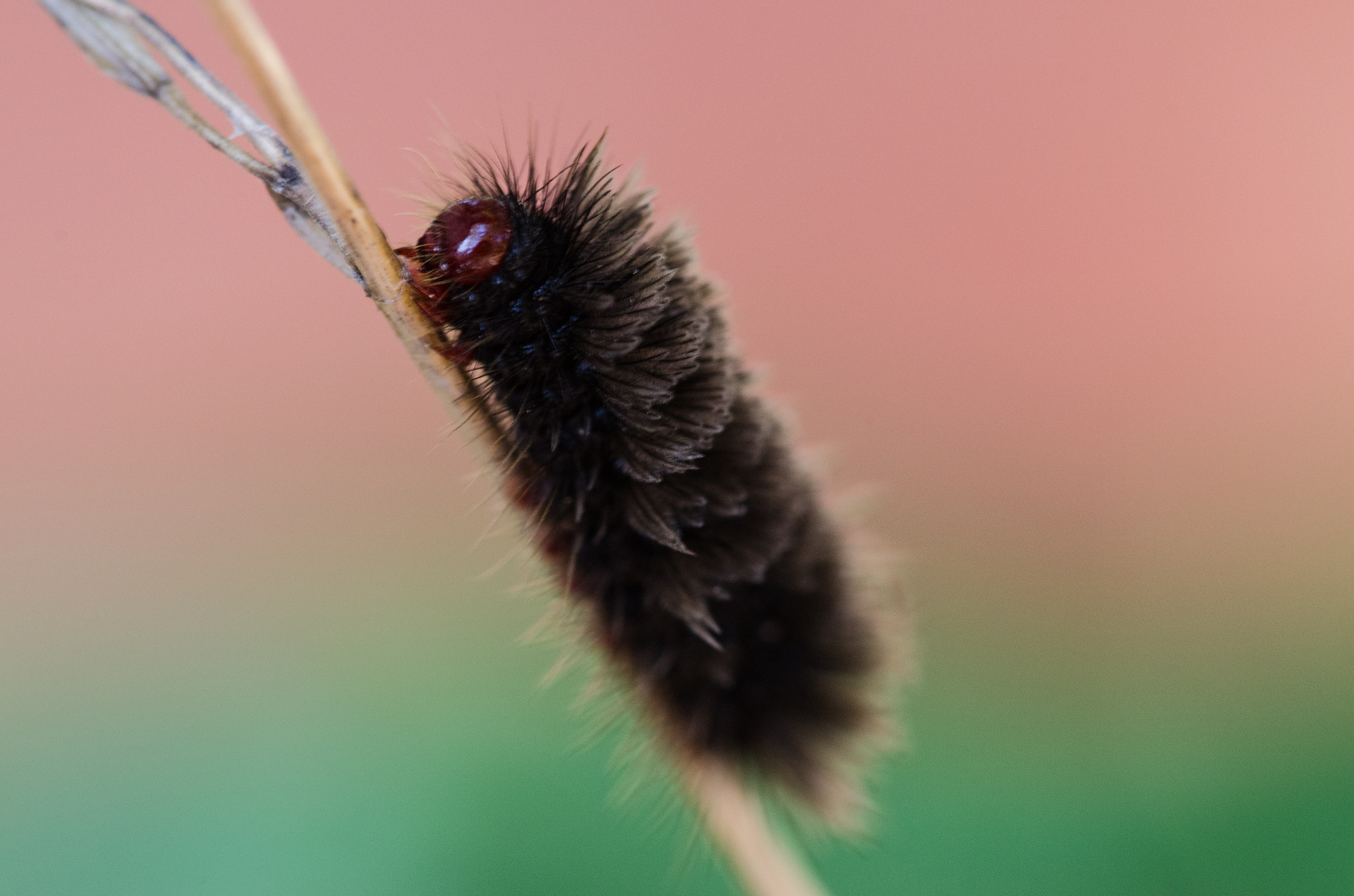 Sigma 105mm F2.8 EX DG OS HSM sample photo. Dsc o photography
