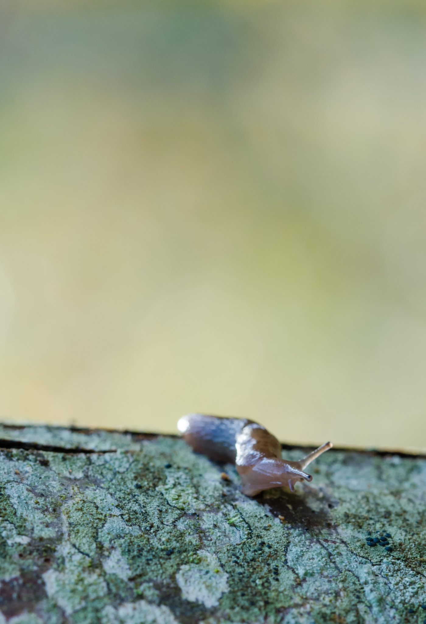 Sigma 105mm F2.8 EX DG OS HSM sample photo. Dsc modifica o photography