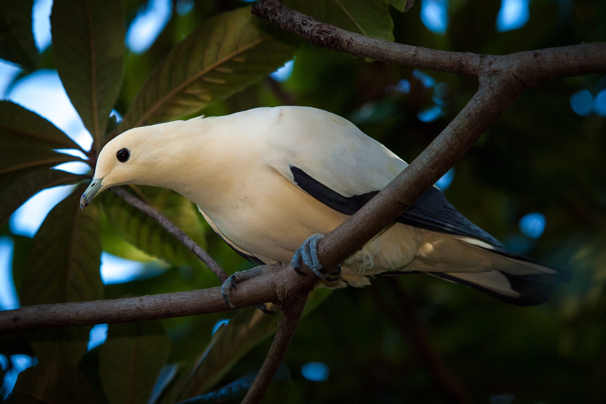 Olympus E-620 (EVOLT E-620) sample photo. Pied imperial pigeon (ducula bicolor) photography