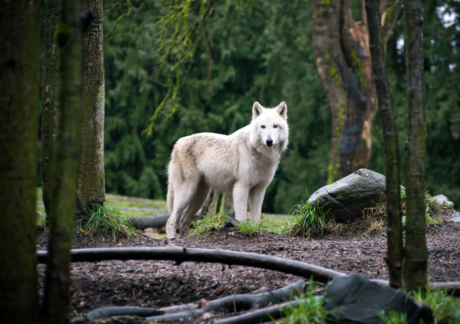 Nikon D800 sample photo. Grey wolf in the rain photography