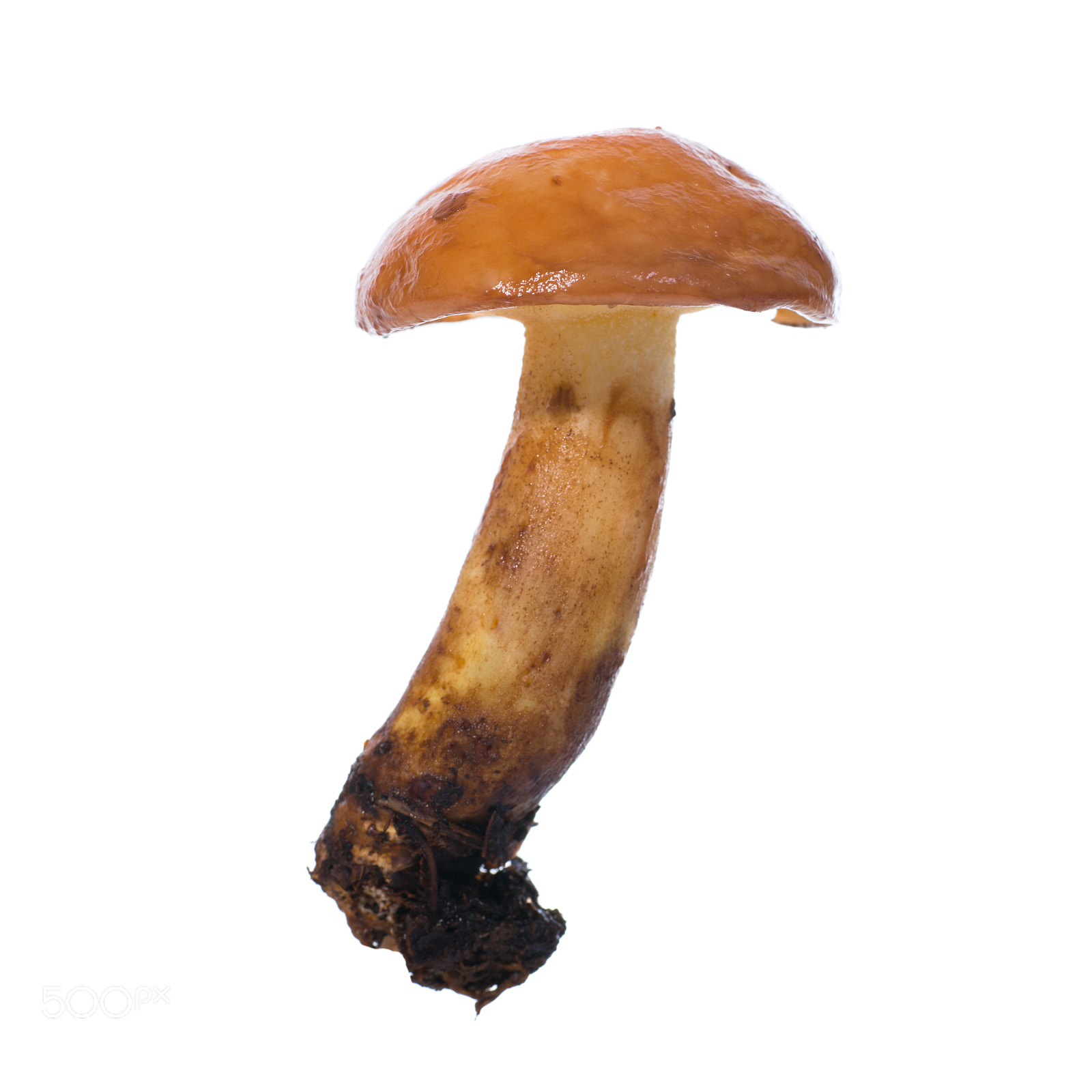 Sigma 70mm F2.8 EX DG Macro sample photo. Edible mushroom suillus photography