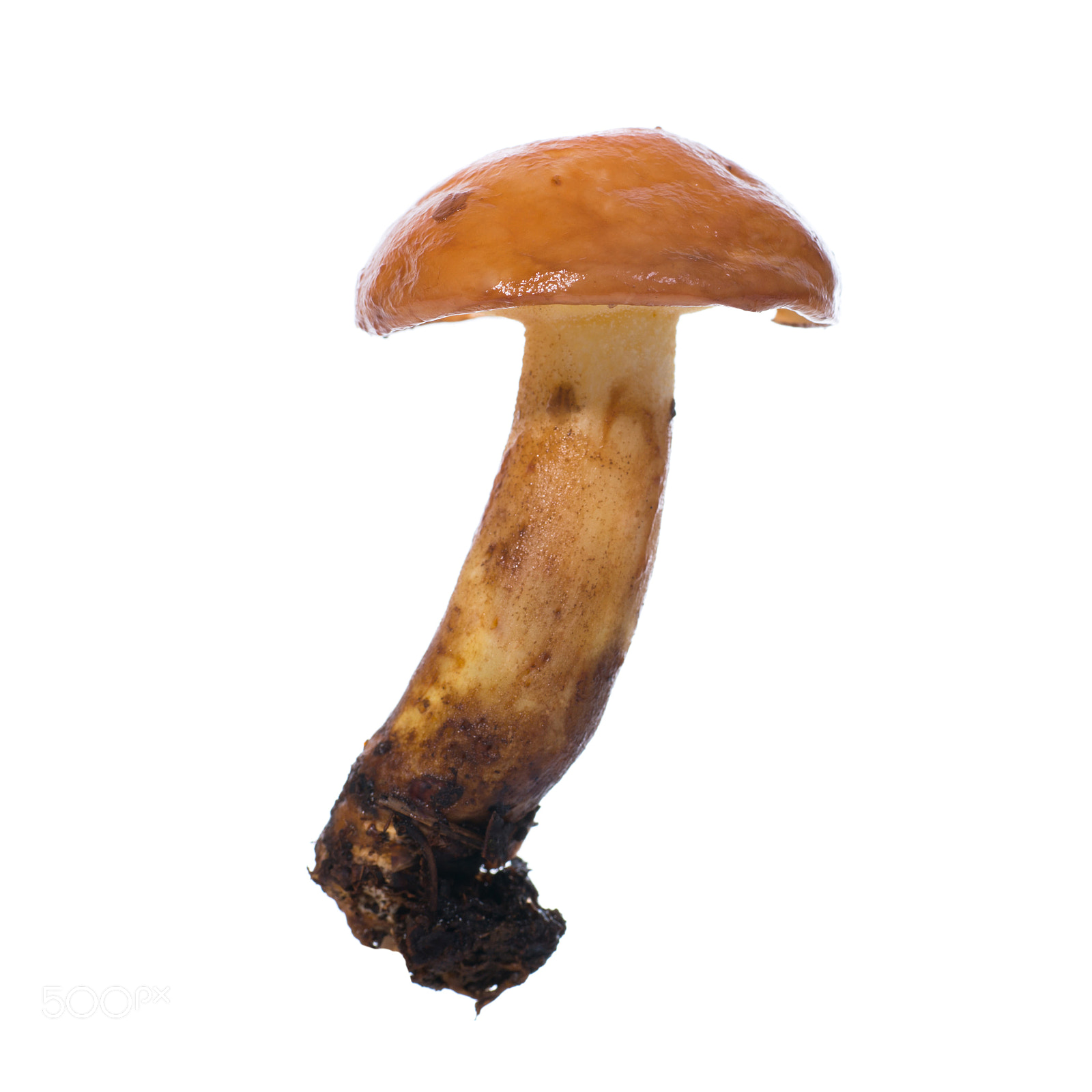 Nikon D800 + Sigma 70mm F2.8 EX DG Macro sample photo. Edible mushroom suillus photography