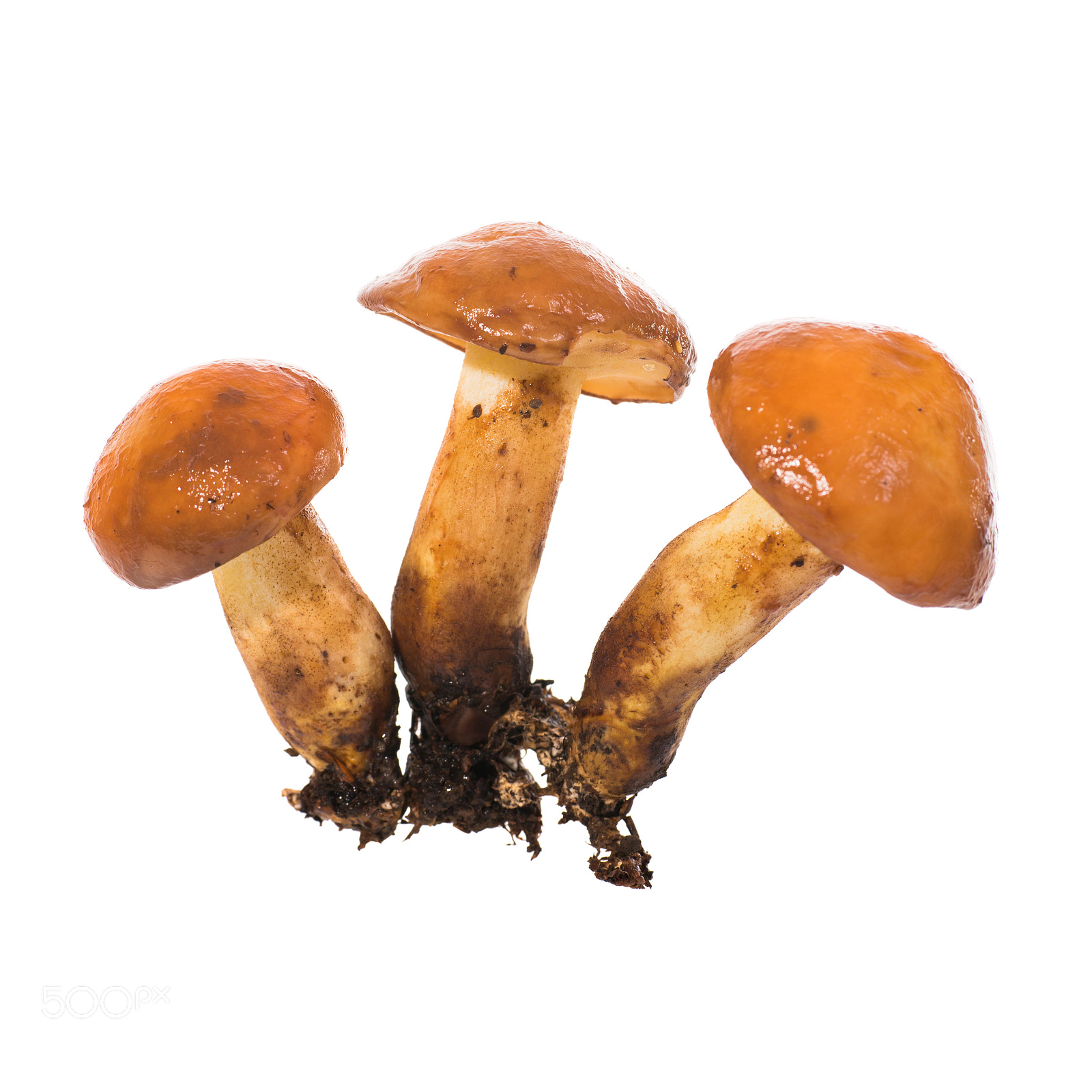 Nikon D800 sample photo. Group of edible mushrooms suillus photography