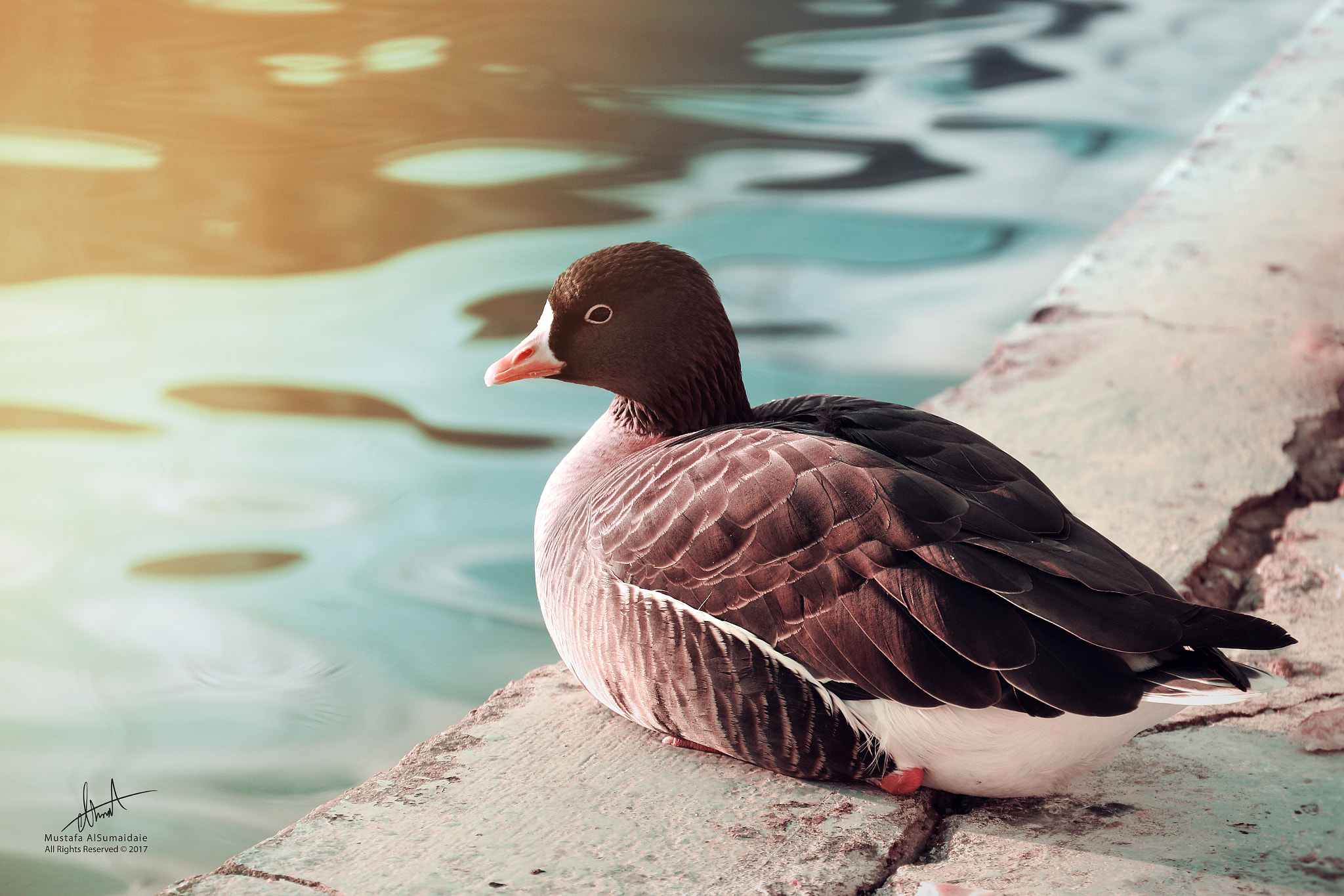 Canon EF-S 18-135mm F3.5-5.6 IS sample photo. Duck photography