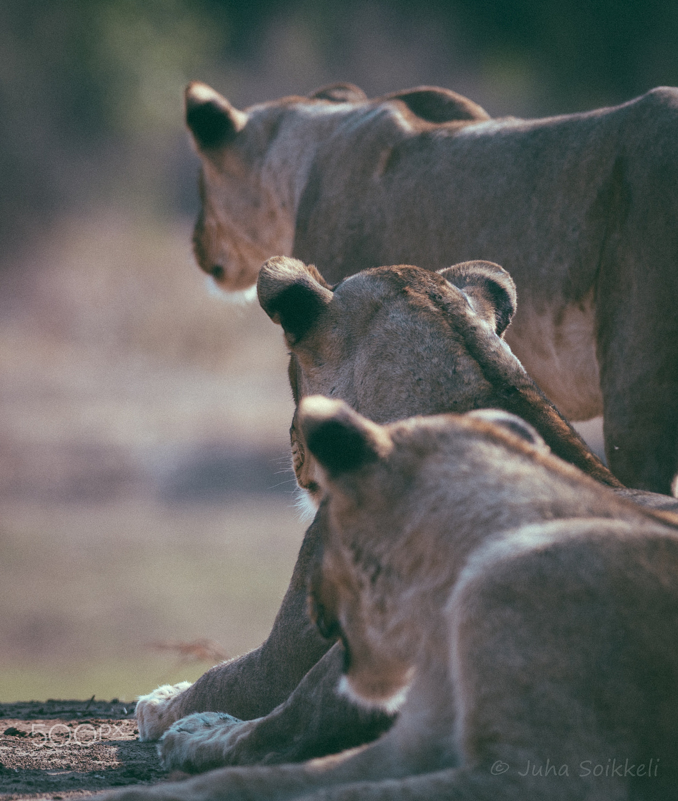 Nikon AF-S Nikkor 300mm F2.8G ED-IF VR sample photo. Alert! luangwa zambia photography
