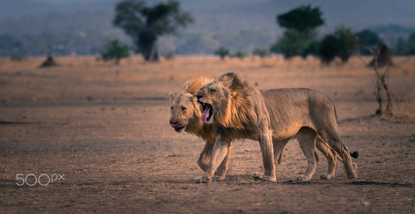 Nikon AF-S Nikkor 300mm F2.8G ED-IF VR sample photo. Brothers luangwa river zambia photography