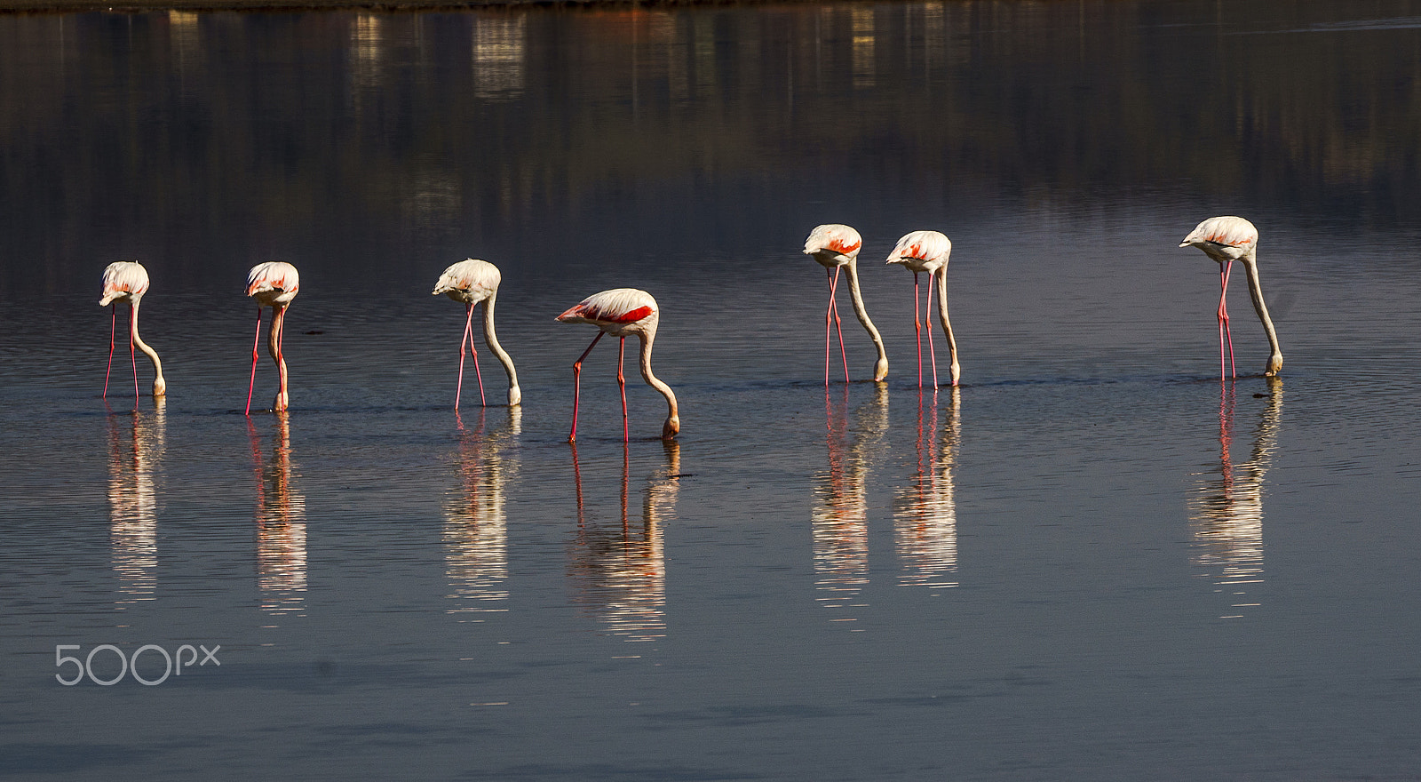 Sony a7 sample photo. Flamingo photography