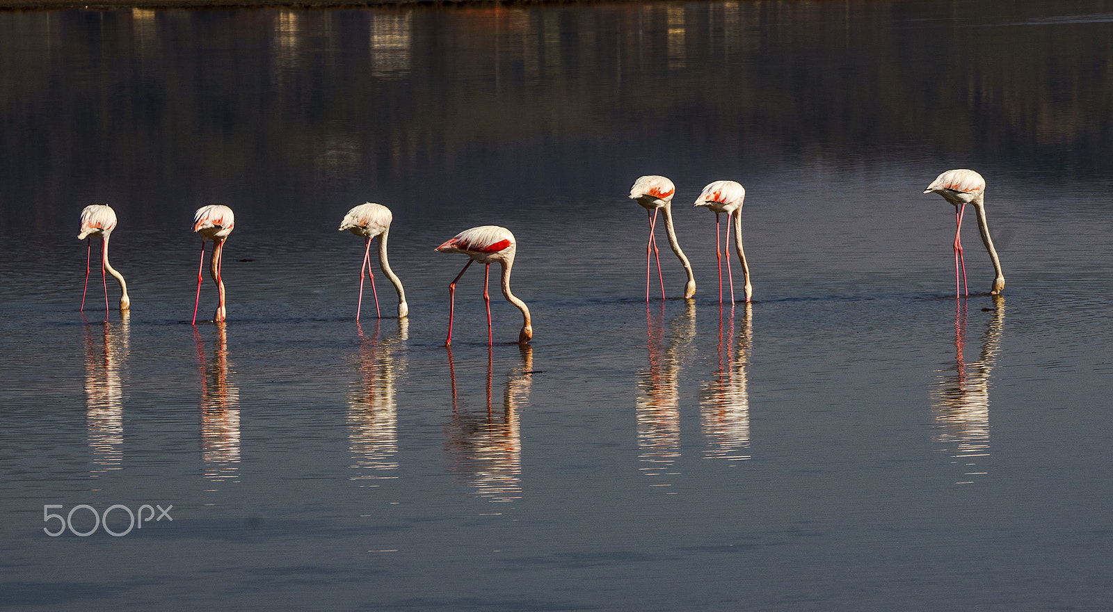 Sony a7 + Sony FE 70-200mm F4 G OSS sample photo. Flamingo photography