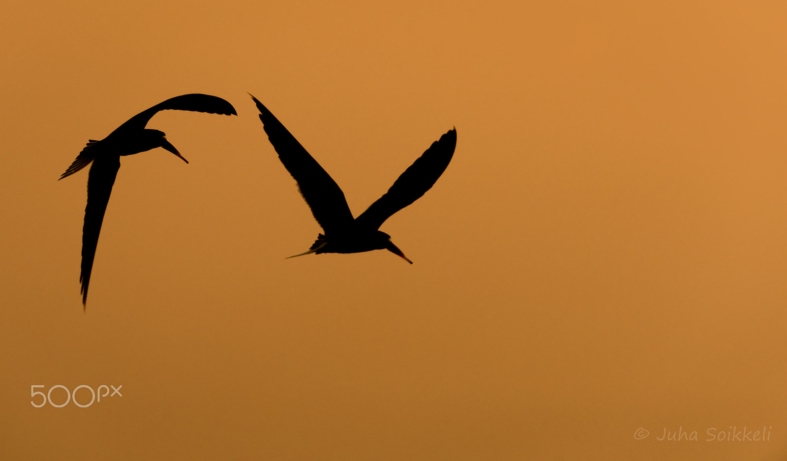 Nikon AF-S Nikkor 300mm F2.8G ED-IF VR sample photo. Skimmers caprivi strip namibia photography