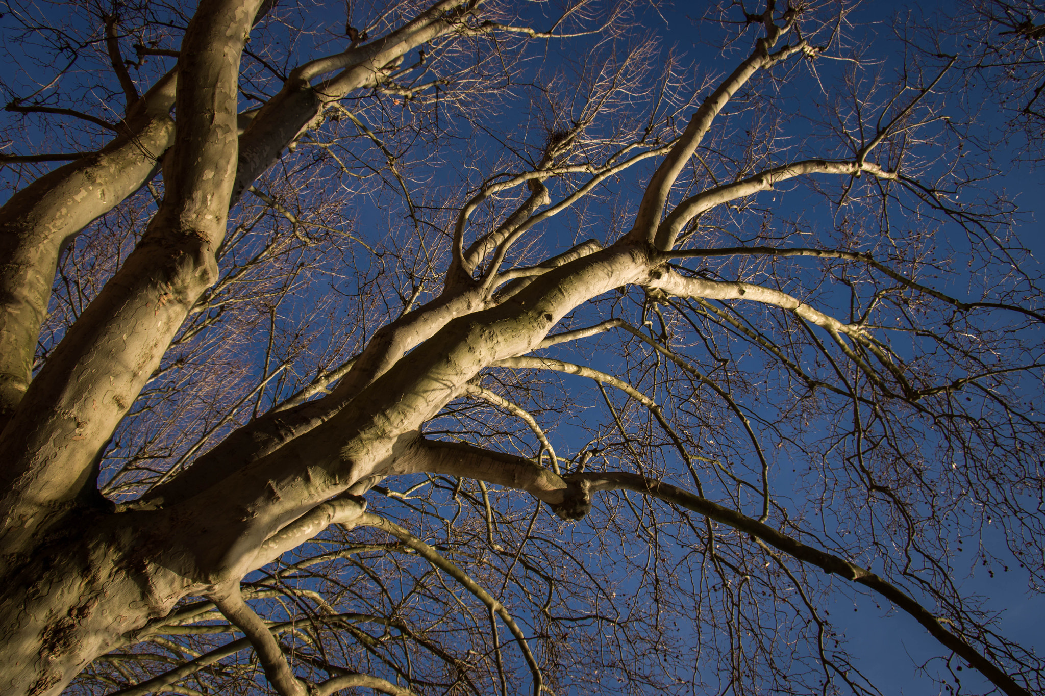 Pentax K-70 sample photo. Roots to the sky photography