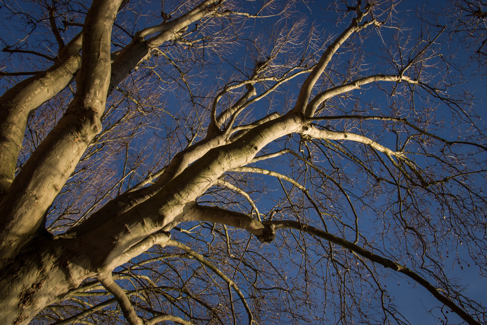 Pentax K-70 + Pentax smc DA 17-70mm F4.0 AL (IF) SDM sample photo. Roots to the sky photography