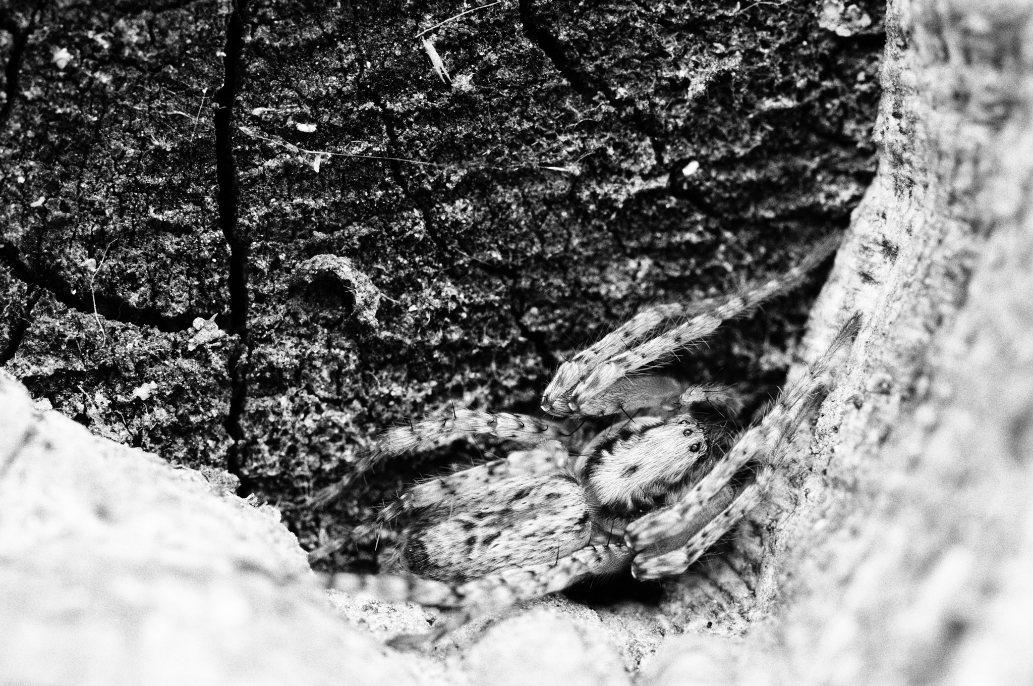 Sigma 105mm F2.8 EX DG OS HSM sample photo. Dsc modifica o photography