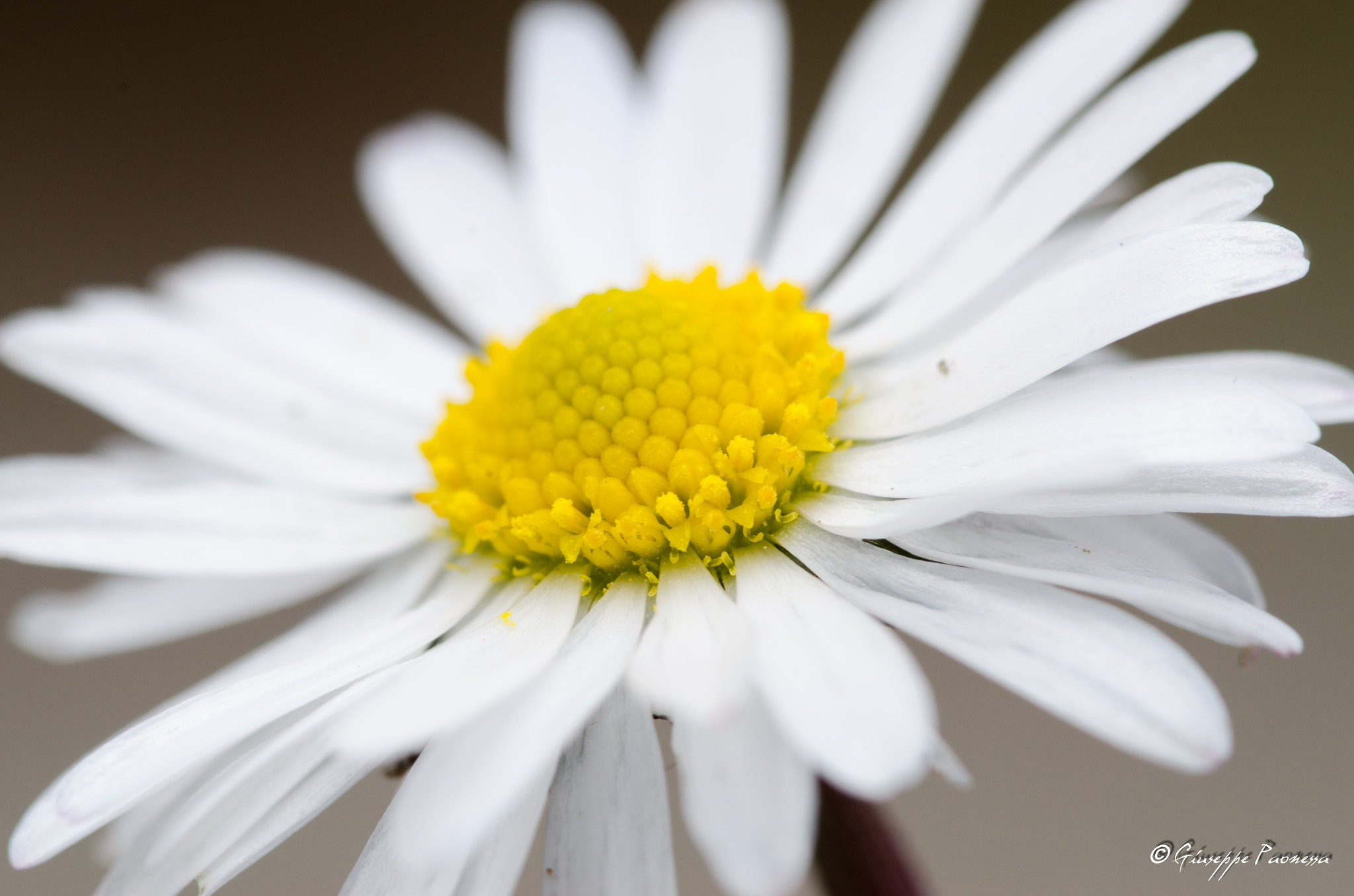Sigma 105mm F2.8 EX DG OS HSM sample photo. Dsc o photography