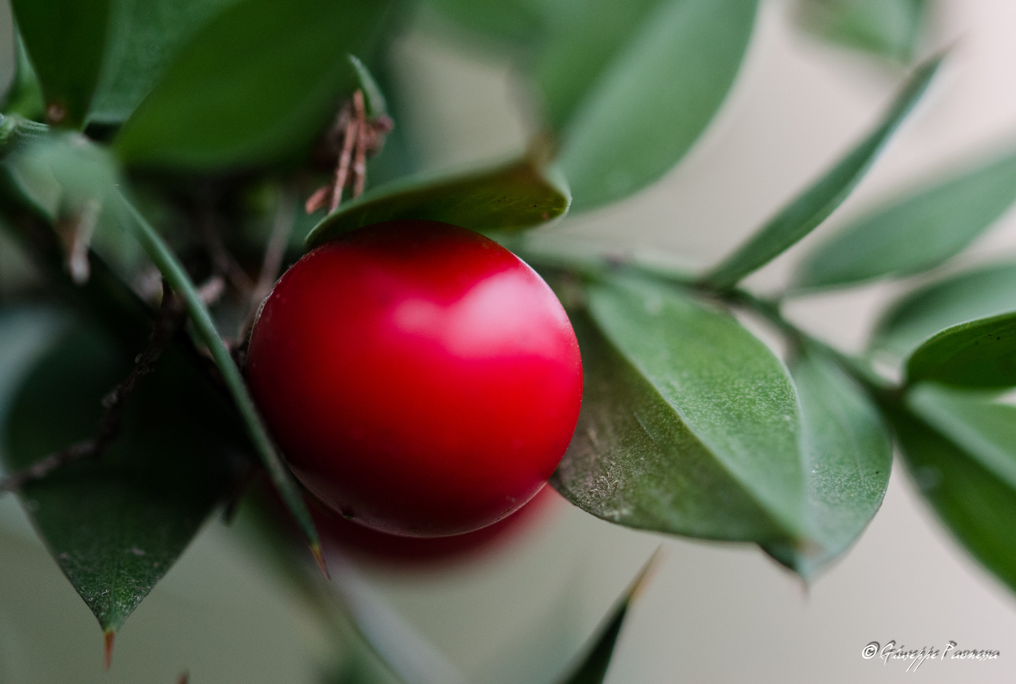 Sigma 105mm F2.8 EX DG OS HSM sample photo. Dsc o photography
