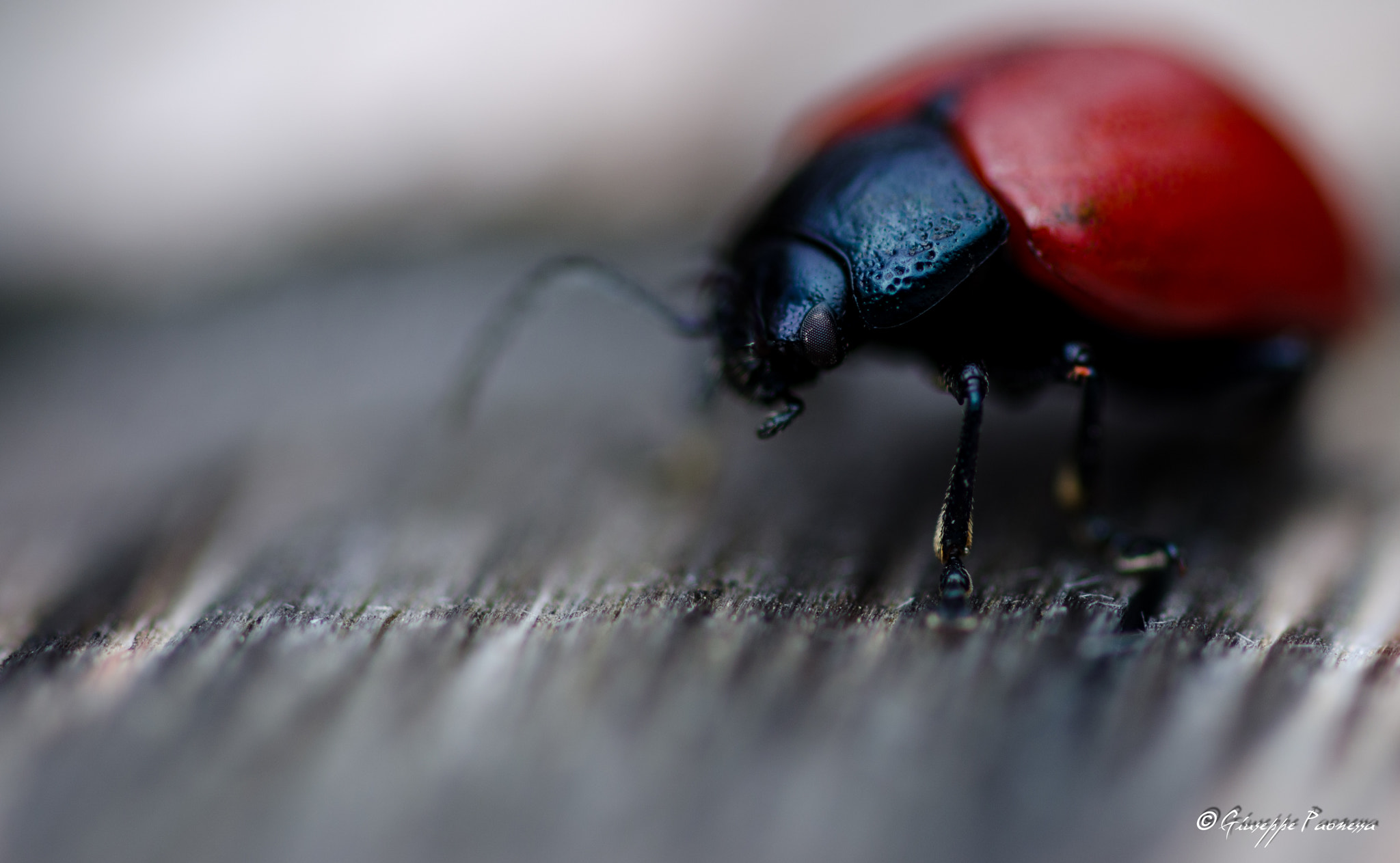 Sigma 105mm F2.8 EX DG OS HSM sample photo. Dsc o photography