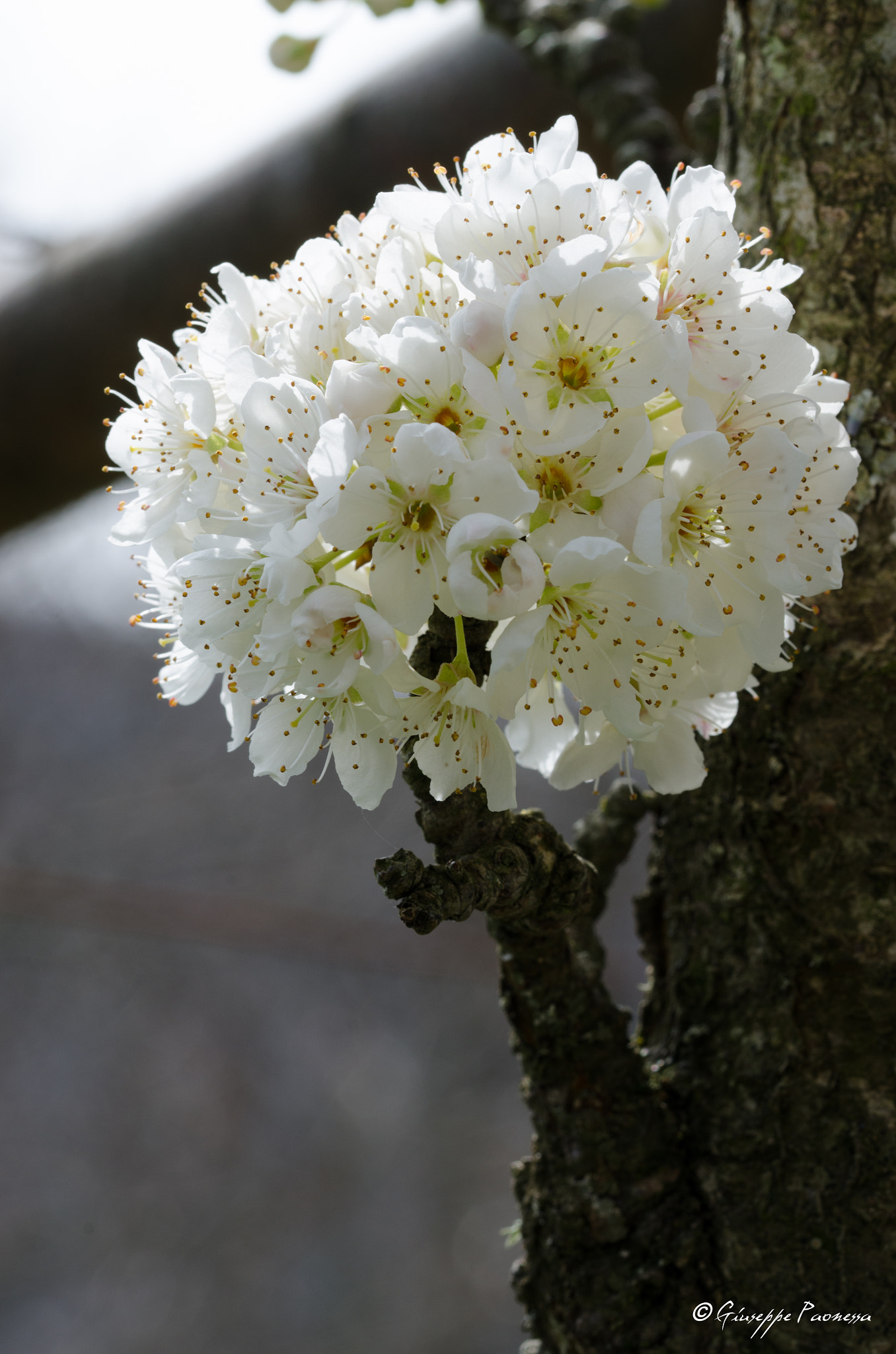 Sigma 105mm F2.8 EX DG OS HSM sample photo. Dsc o photography