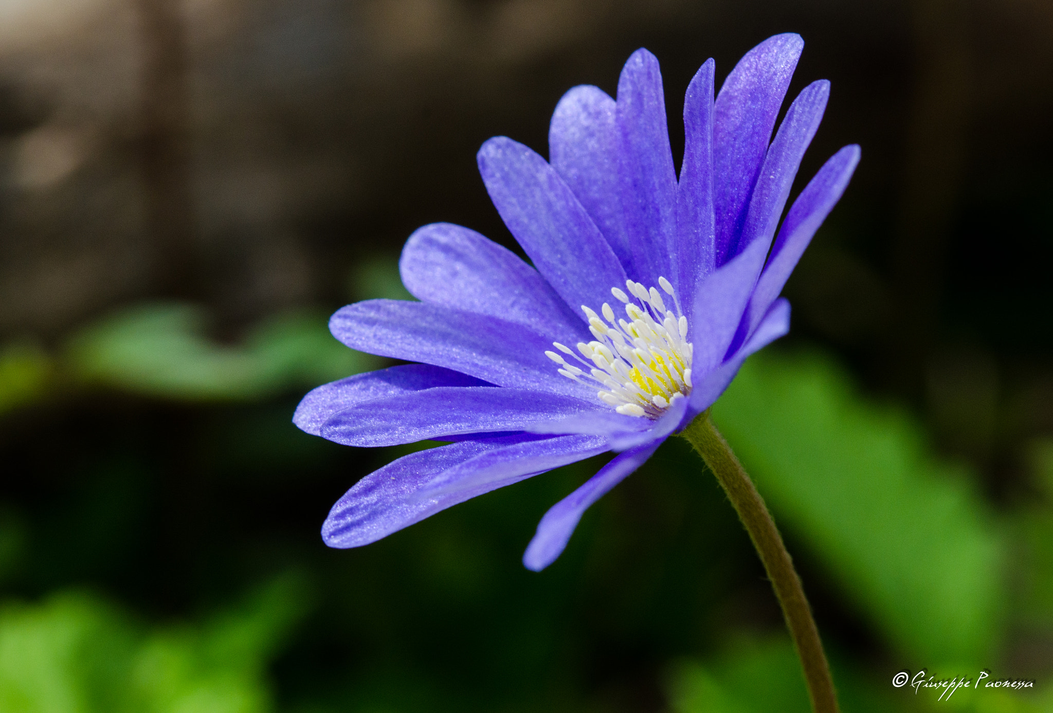 Sigma 105mm F2.8 EX DG OS HSM sample photo. Dsc o photography