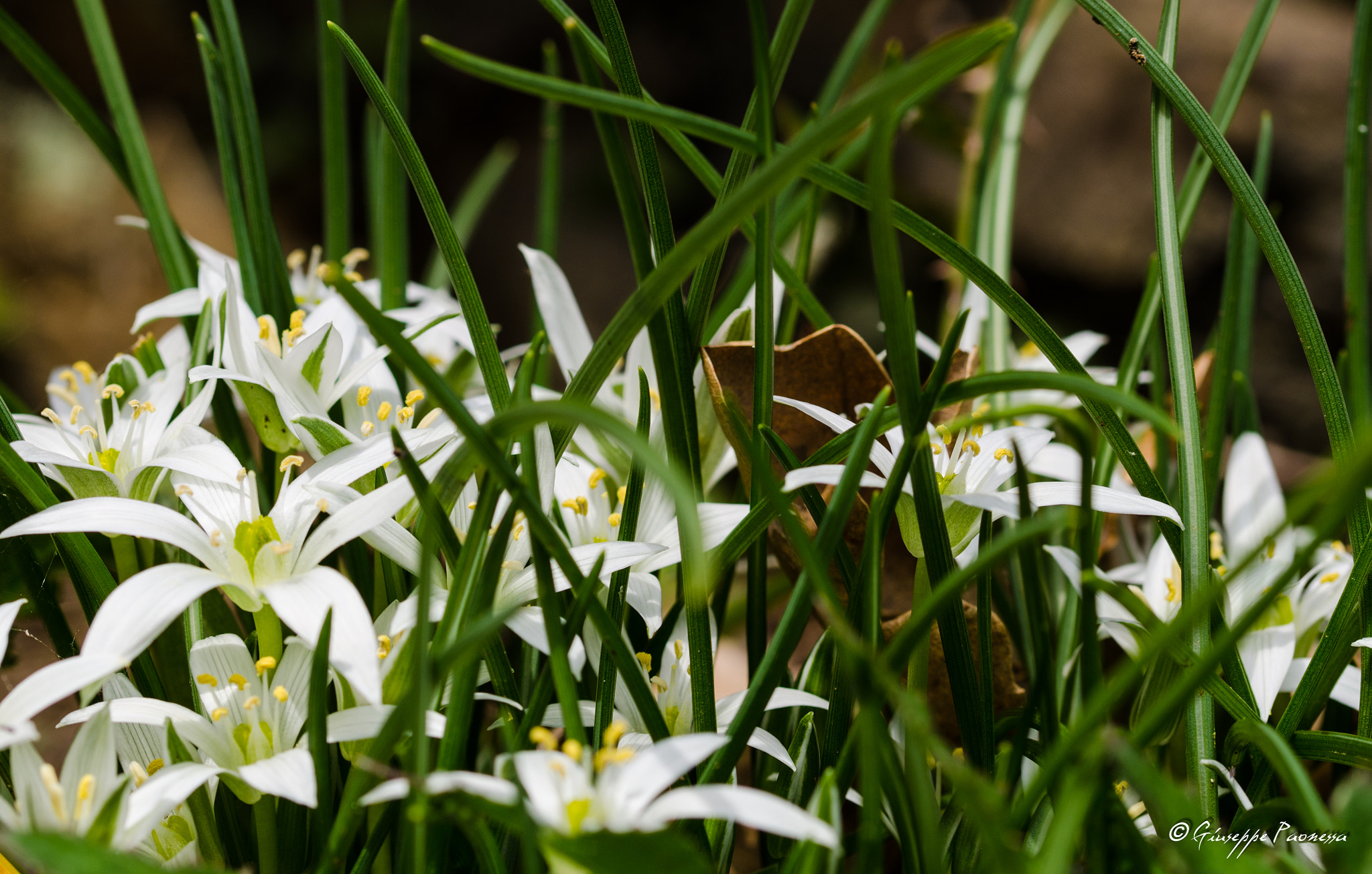 Sigma 105mm F2.8 EX DG OS HSM sample photo. Dsc o photography