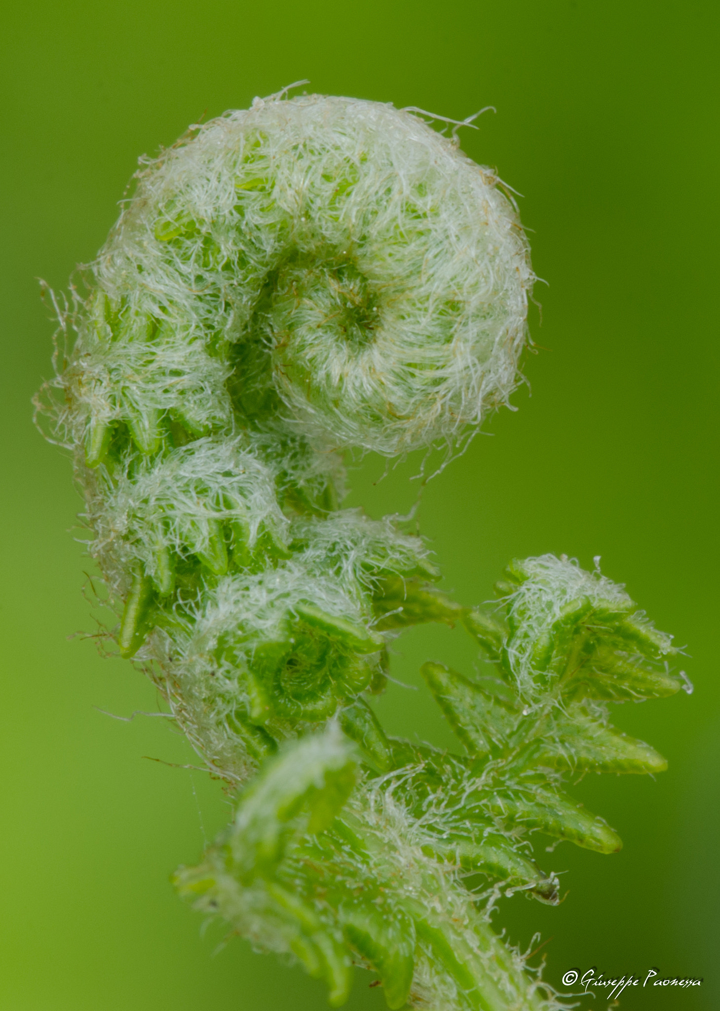 Sigma 105mm F2.8 EX DG OS HSM sample photo. Dsc o photography