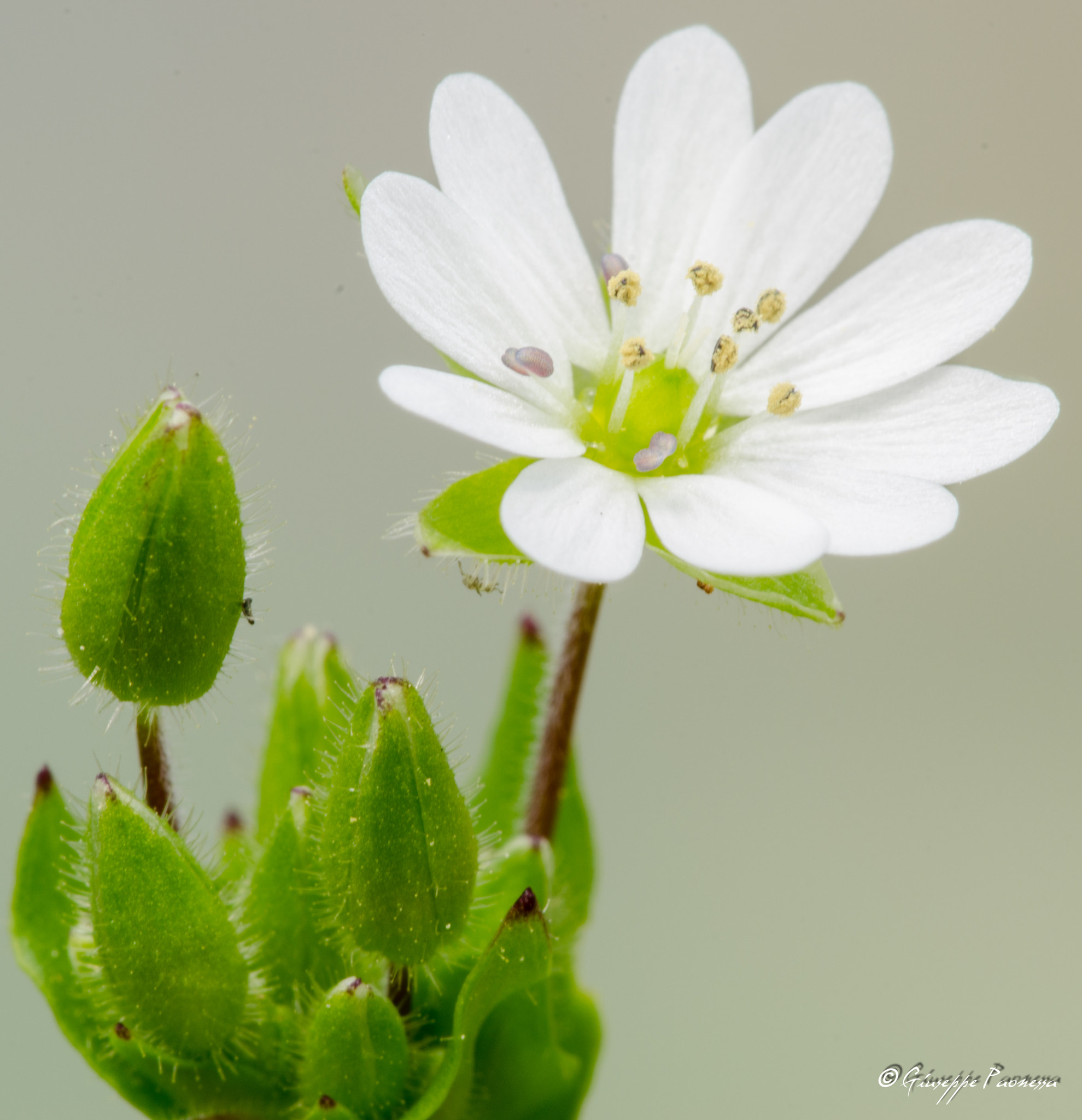Sigma 105mm F2.8 EX DG OS HSM sample photo. Dsc o photography