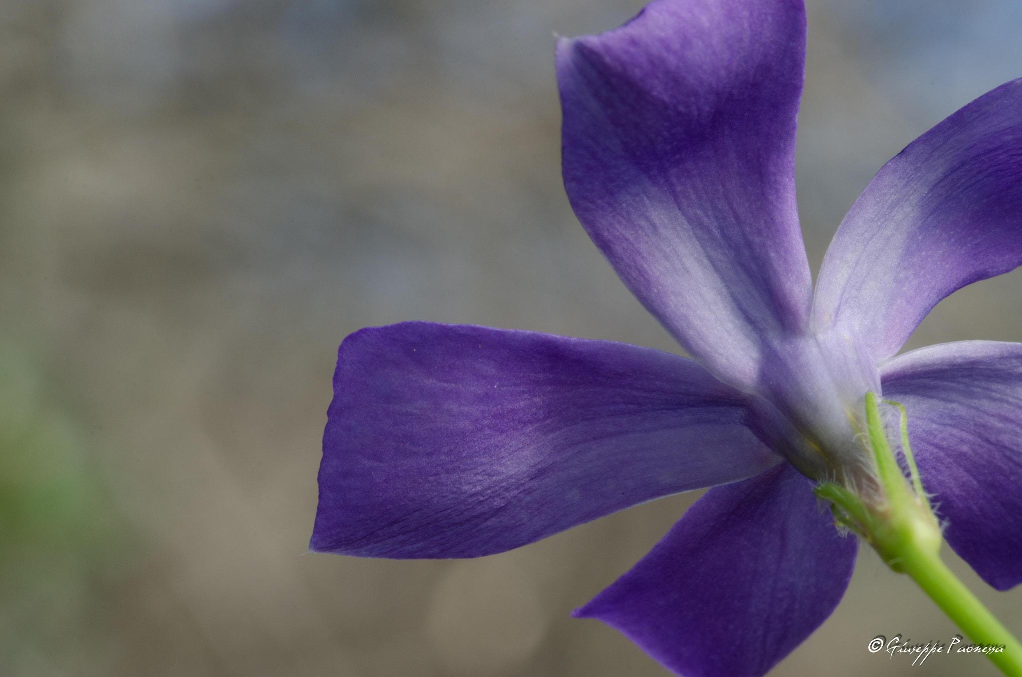 Sigma 105mm F2.8 EX DG OS HSM sample photo. Dsc modifica o photography