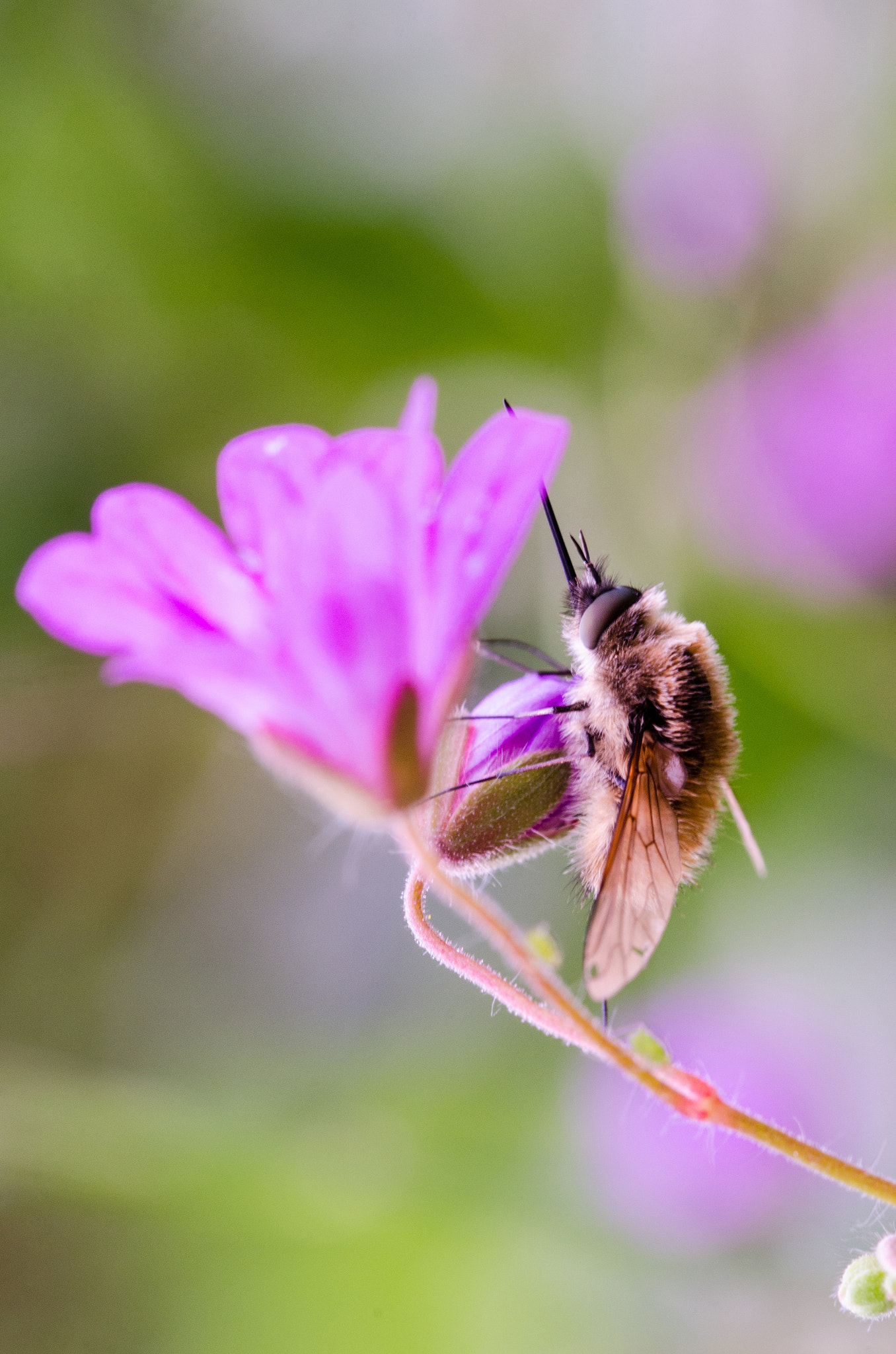 Sigma 105mm F2.8 EX DG OS HSM sample photo. Dsc o photography