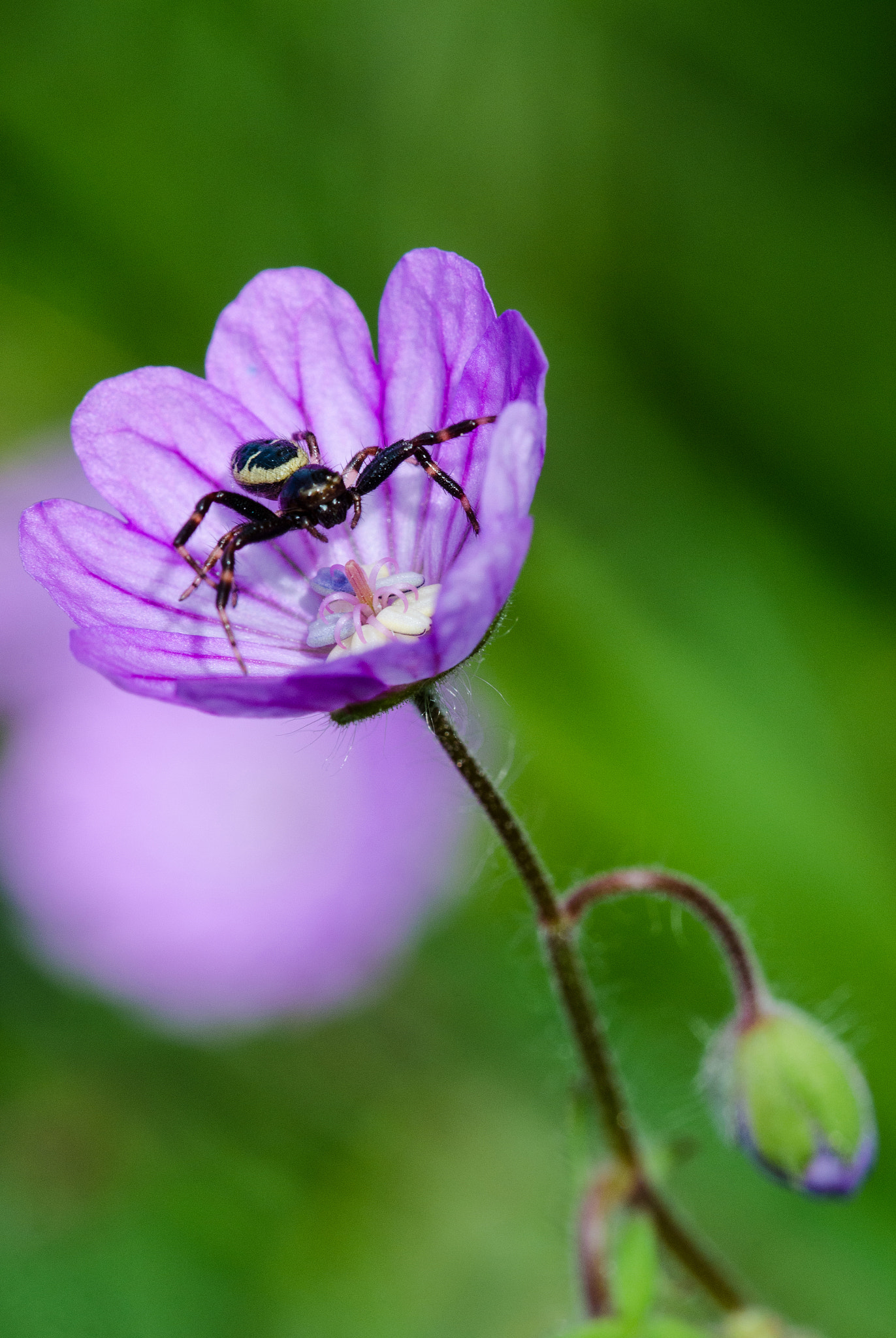 Sigma 105mm F2.8 EX DG OS HSM sample photo. Dsc o photography