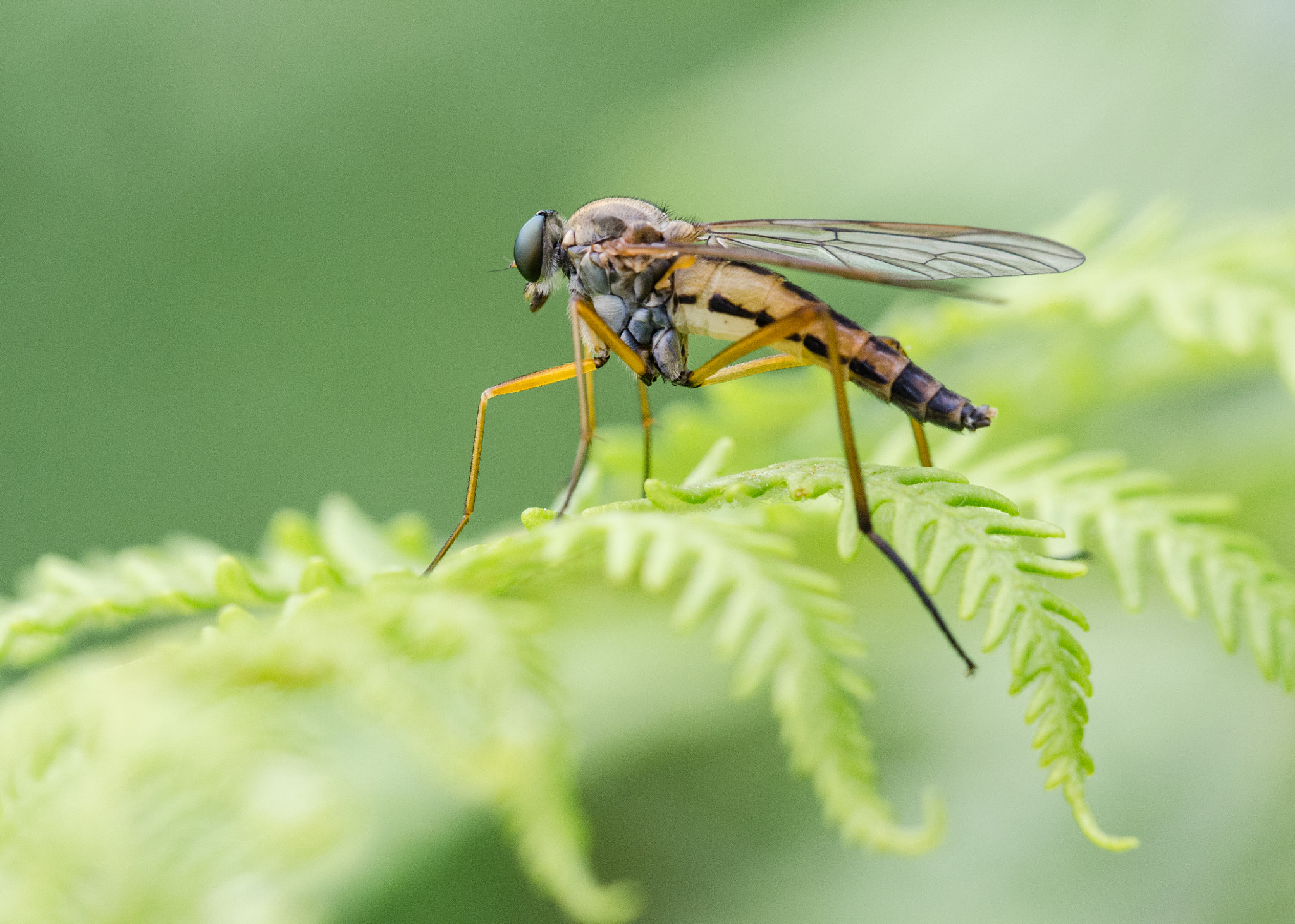 Sigma 105mm F2.8 EX DG OS HSM sample photo. Dsc o photography