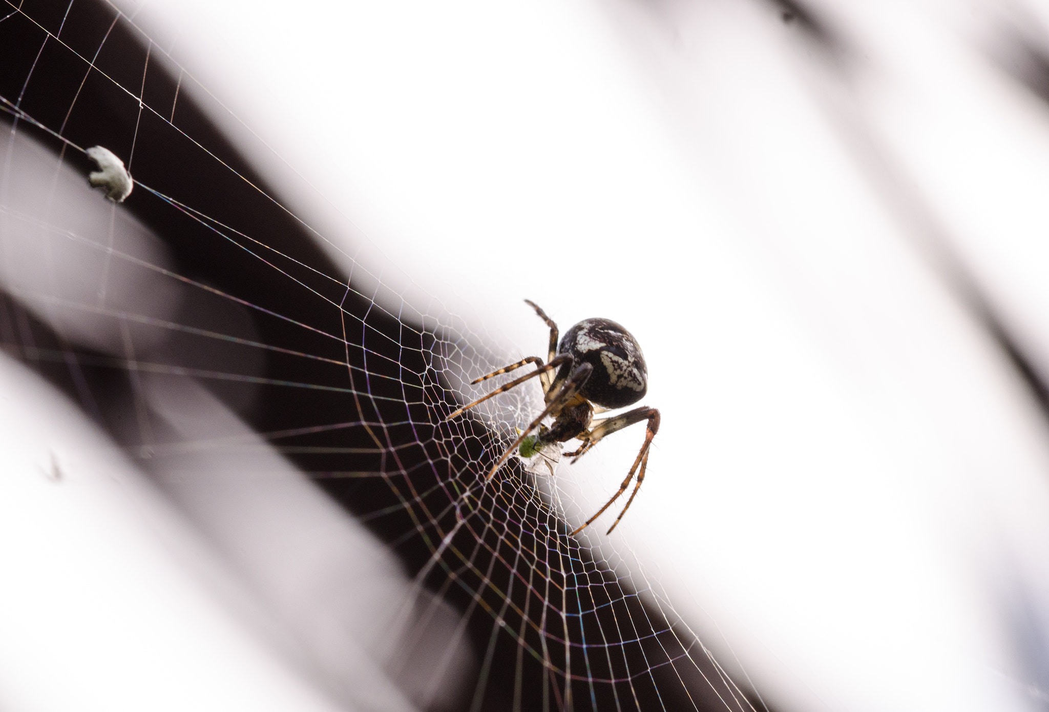 Sigma 105mm F2.8 EX DG OS HSM sample photo. Dsc o photography