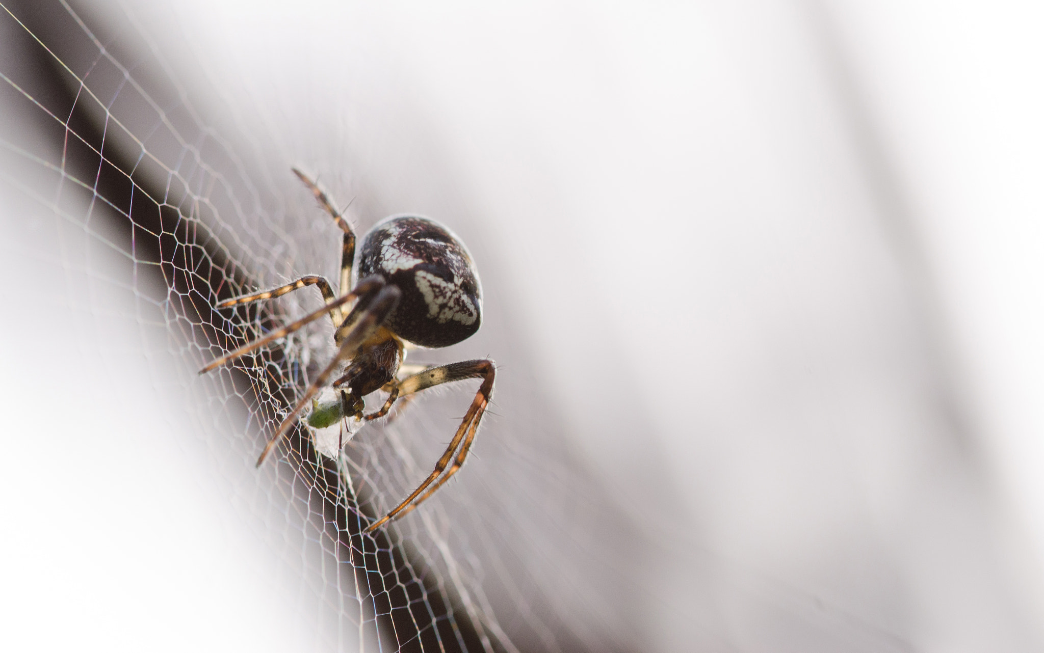 Sigma 105mm F2.8 EX DG OS HSM sample photo. Dsc o photography