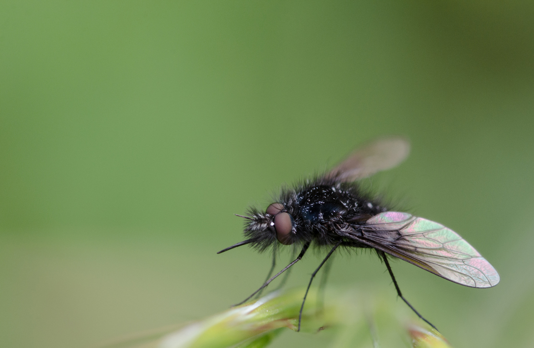 Sigma 105mm F2.8 EX DG OS HSM sample photo. Dsc o photography