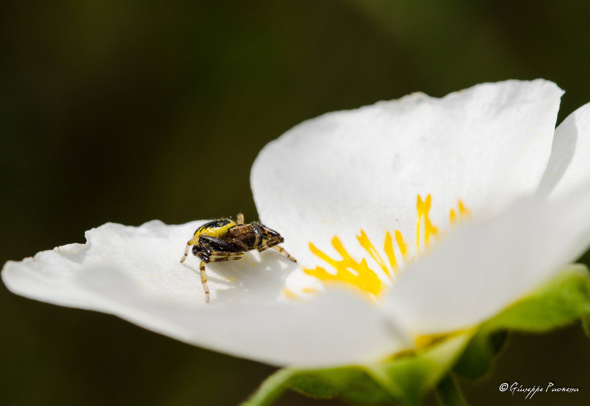Sigma 105mm F2.8 EX DG OS HSM sample photo. Dsc o photography