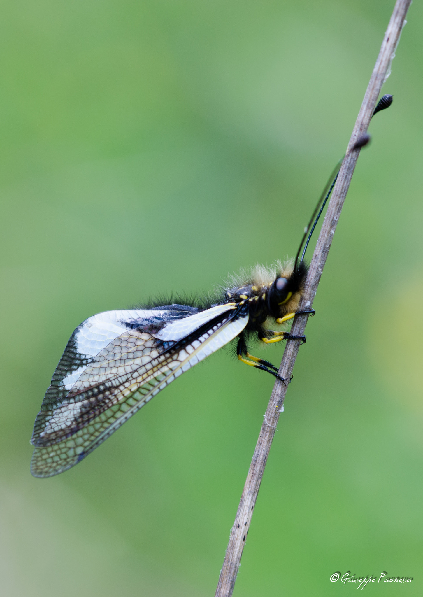 Sigma 105mm F2.8 EX DG OS HSM sample photo. Dsc o photography
